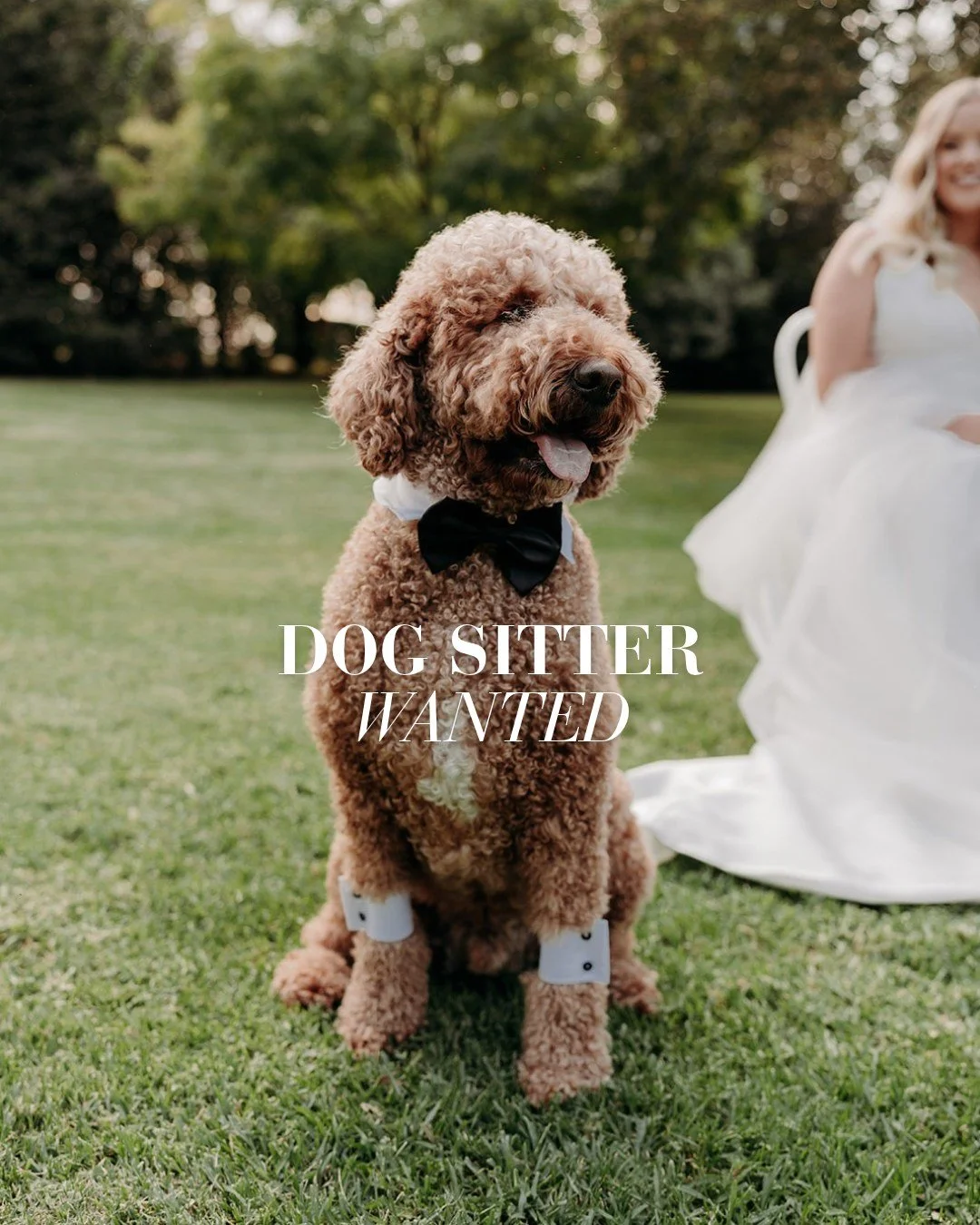 I am looking for a reliable, caring dog lover I can recommend to our wedding couples at Mewburn Park.

Many couples love having their furry family member join them for the ceremony and a few photos after, but then need someone to take their pup back 
