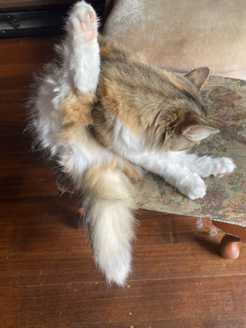 Reasons Why Cats Overgroom And How To Stop Your Cat