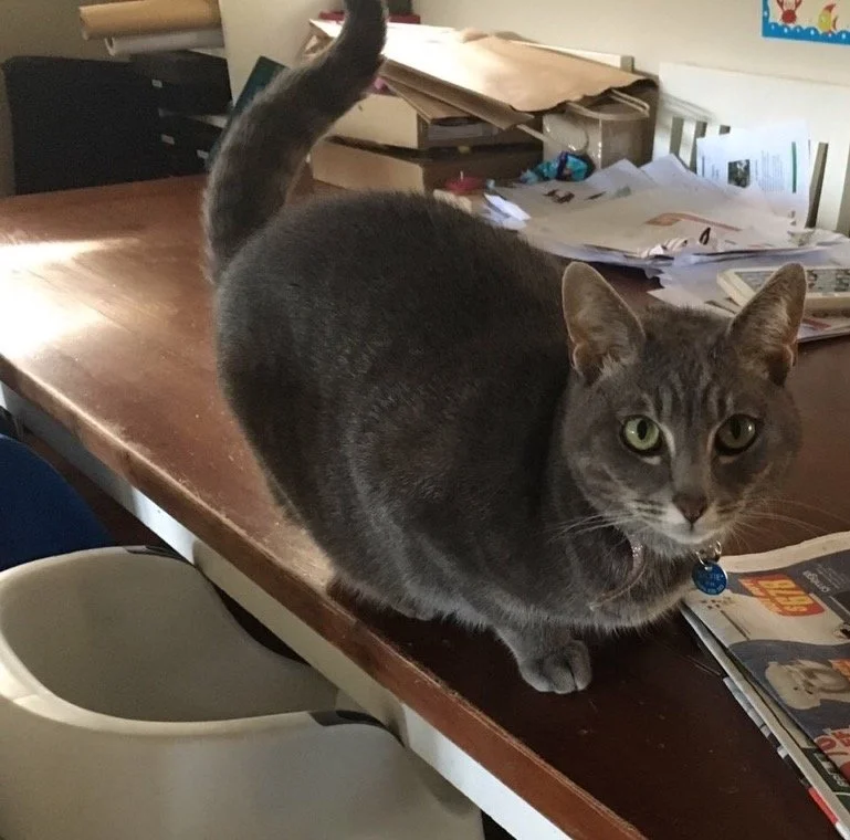 How To Train Your Cats To Stay Off Counters?