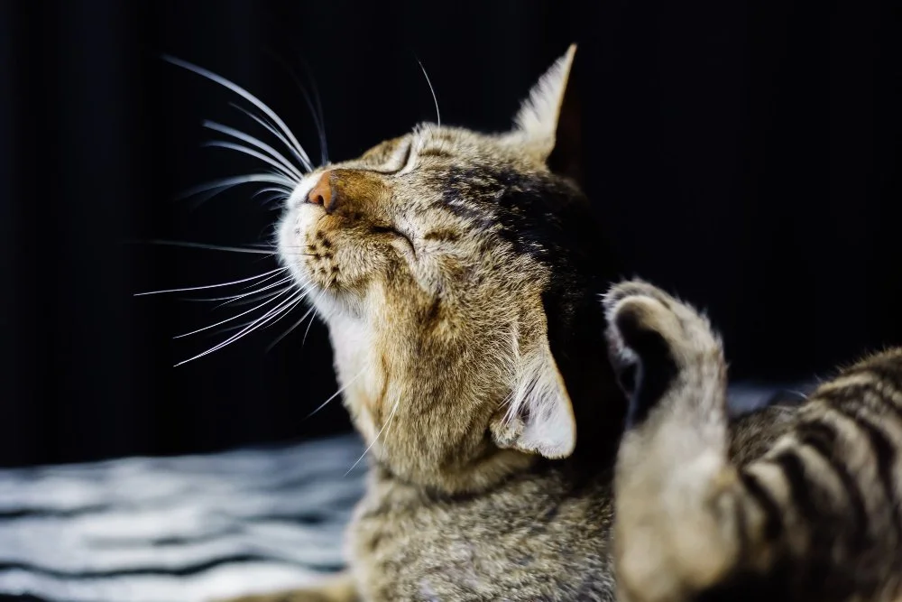 Oatmeal Bath For Cats: How To Give Your Cat A Bath