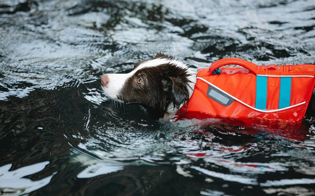 Do Dogs Need Life Jackets?