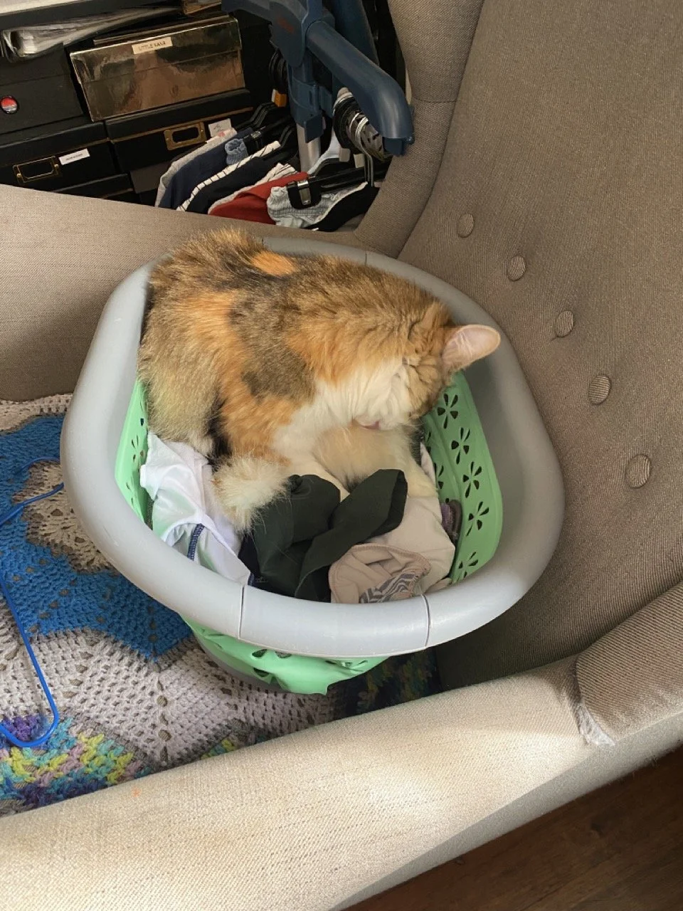 Why Does My Cat Pee On My Clothes?
