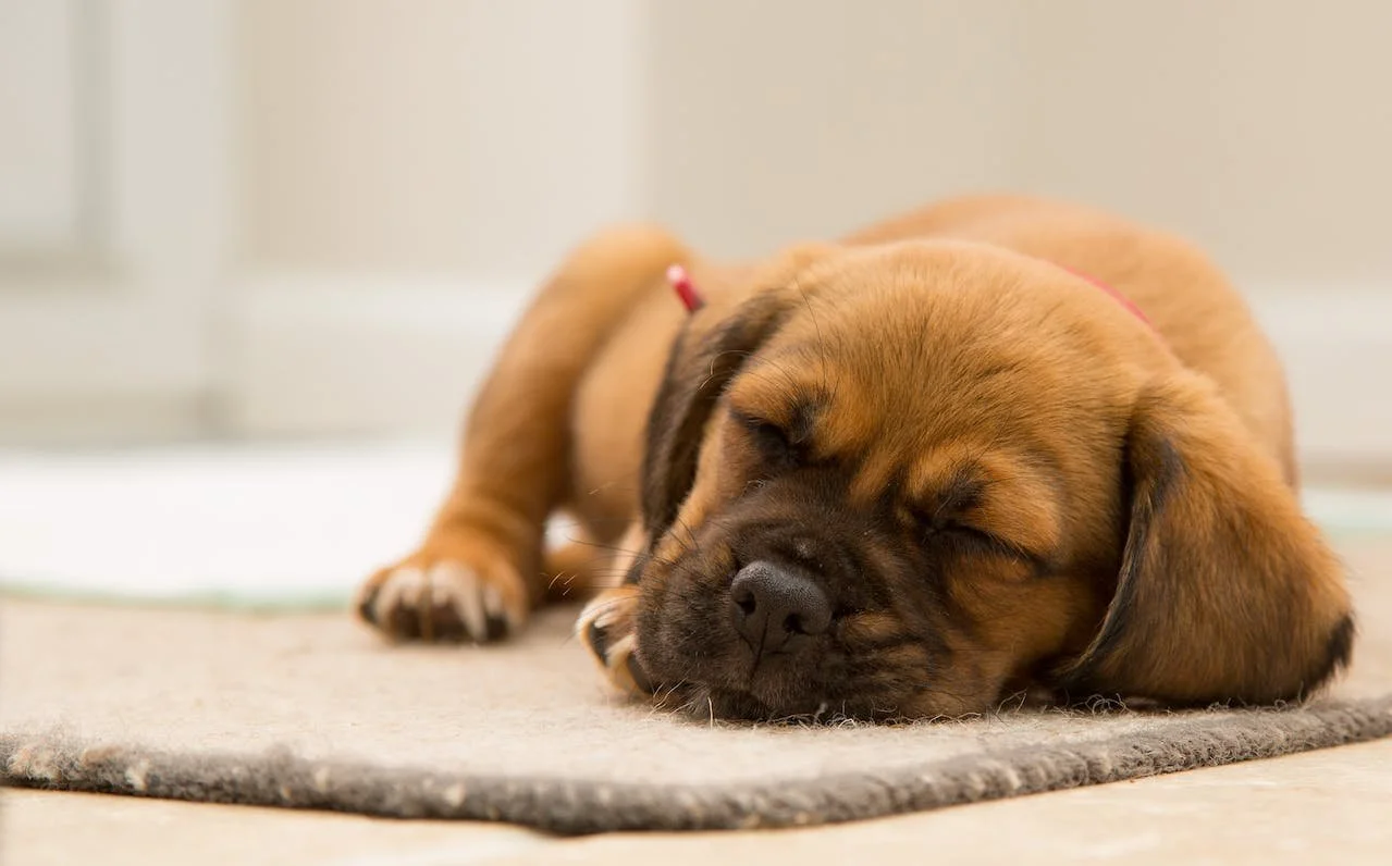 How Long Will My Puppy Poop Worms After Deworming? — All That Pets