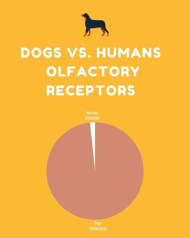 Why Does My Dog Push His Food With His Nose?