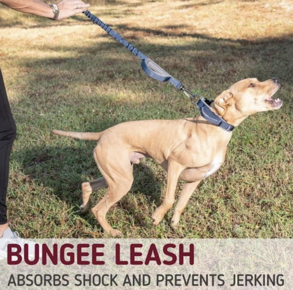 The Best 6 Bungee Dog Leashes