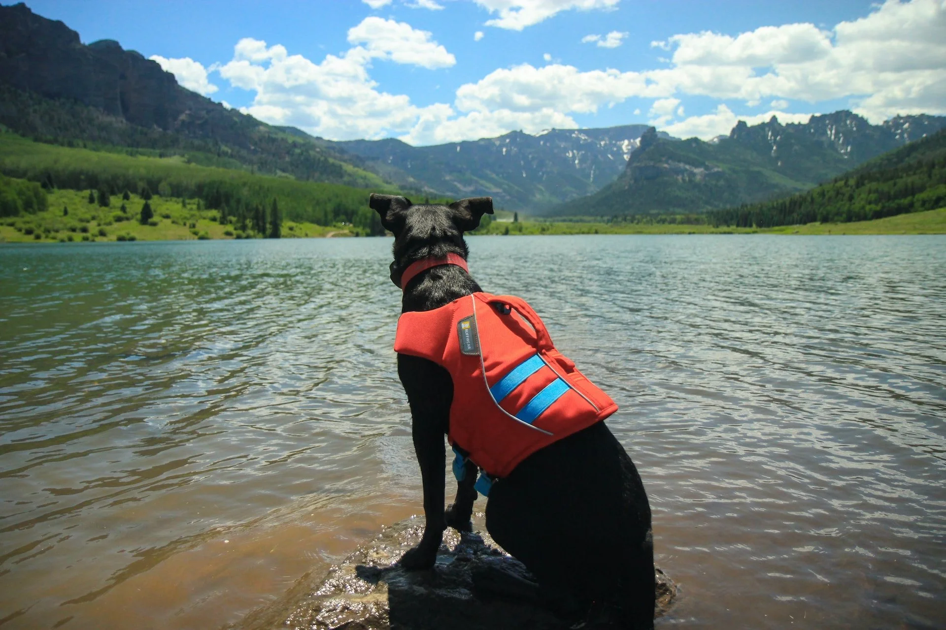 Do Dogs Need Life Jackets?