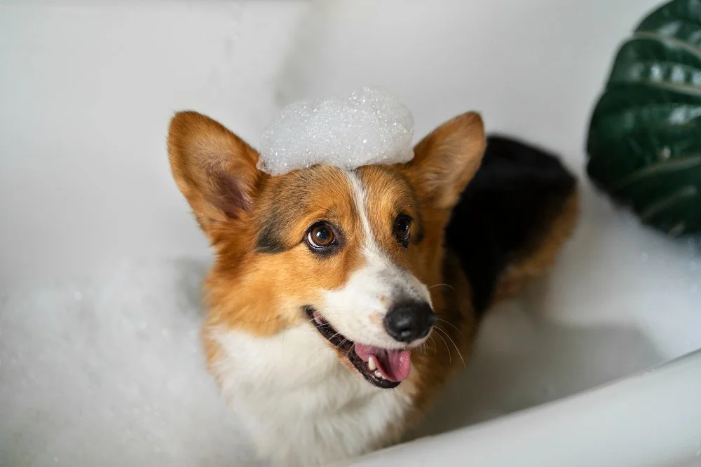 How To Give a Dog An Epsom Salt Bath?