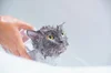 Oatmeal Bath For Cats: How To Give Your Cat A Bath