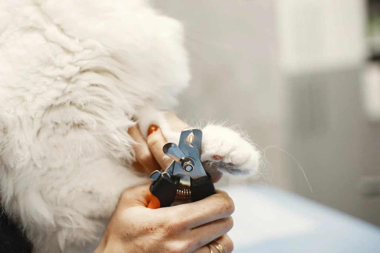 Spotting and Treating Ingrown Nails In Cats