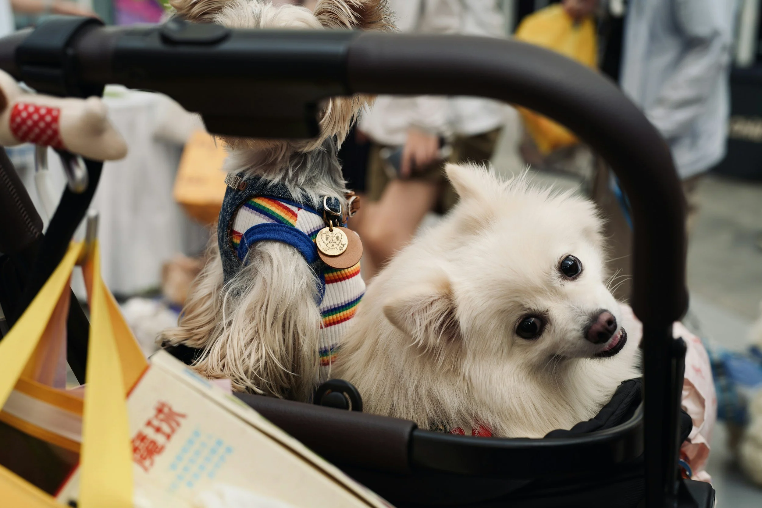 Why a dog stroller isn’t “extra” and the many reasons to embrace it  as a super supportive tool...