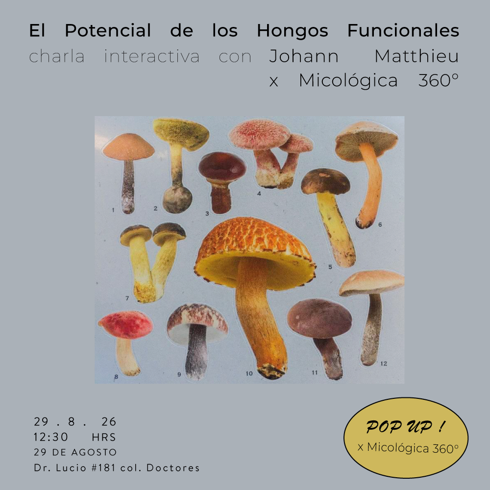      
  





 
   
     
      
       
        
           MICOLOGICA 
        
       
      
       
          
          
       
     
     
      
         
          
          


  
     
       
         
  

  
       
       

  

  

   