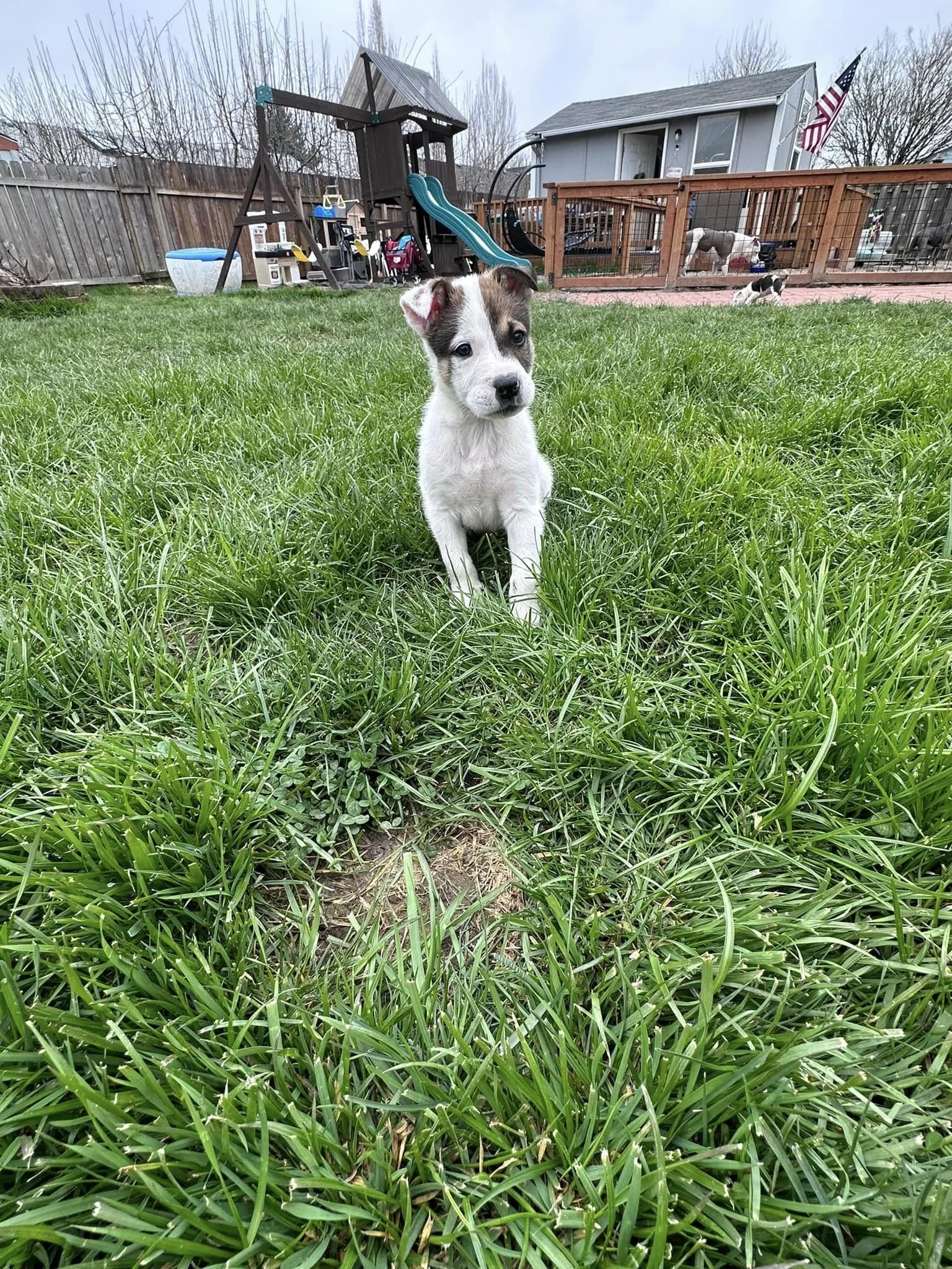 Dot-tea Forever.jpeg