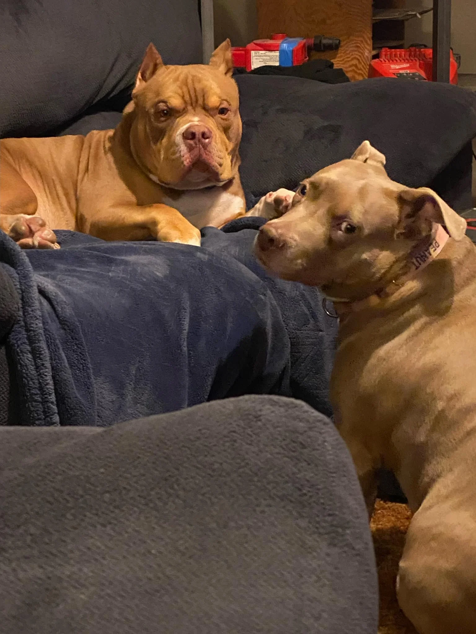 Frankie Forever.jpeg