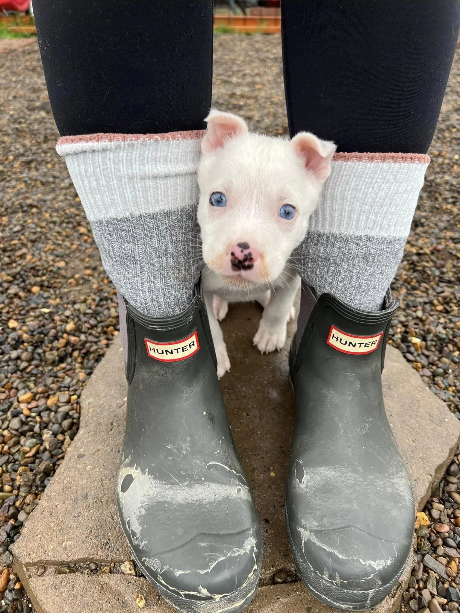 Poppy 1 Forever.jpeg