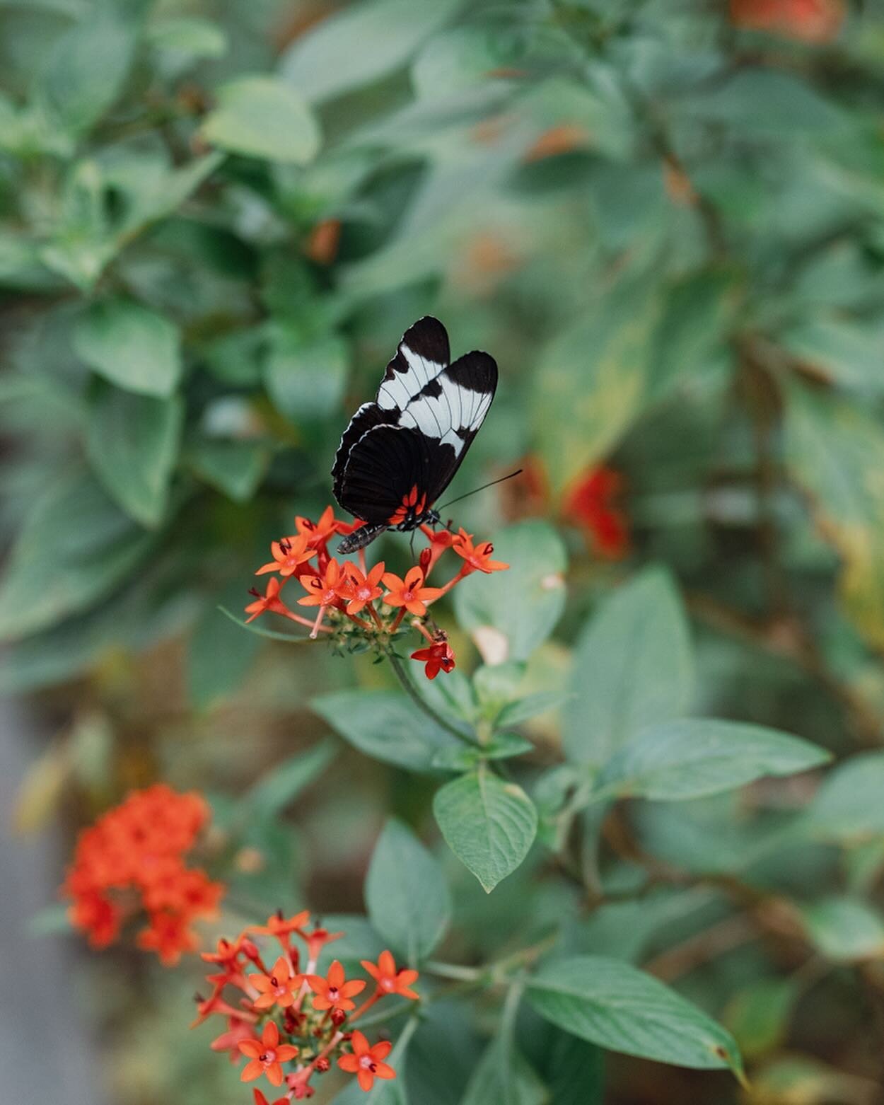 My wandering butterflies 🦋 #fairchildtropicalgarden 

Link in bio for 📸 photography work.