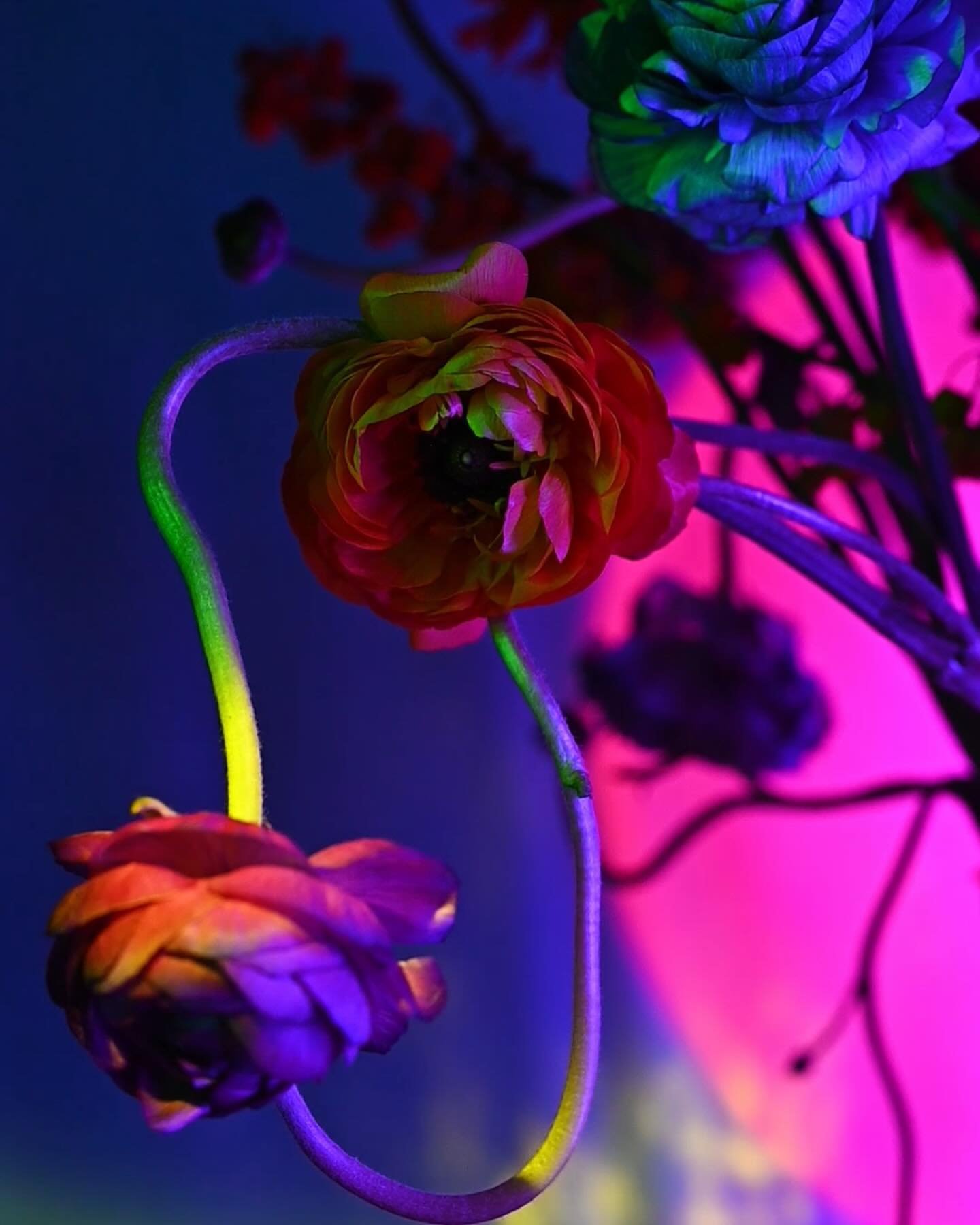 Some of my favorite stills from my experimental reel. Fun fact: No color correction was added during post. 😱 

#floralarrangement #floralart #floralphotography #flowerpower #projectorart