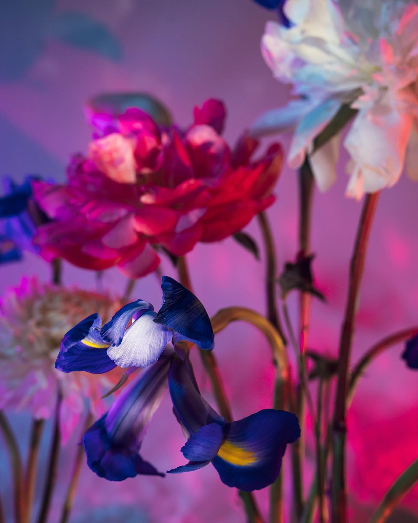 He doesn&rsquo;t understand me, but maybe these flowers do. 

#colorscapes #ikebana #ikebanaflowers #floraldesign #floralphotography #floralmagic
