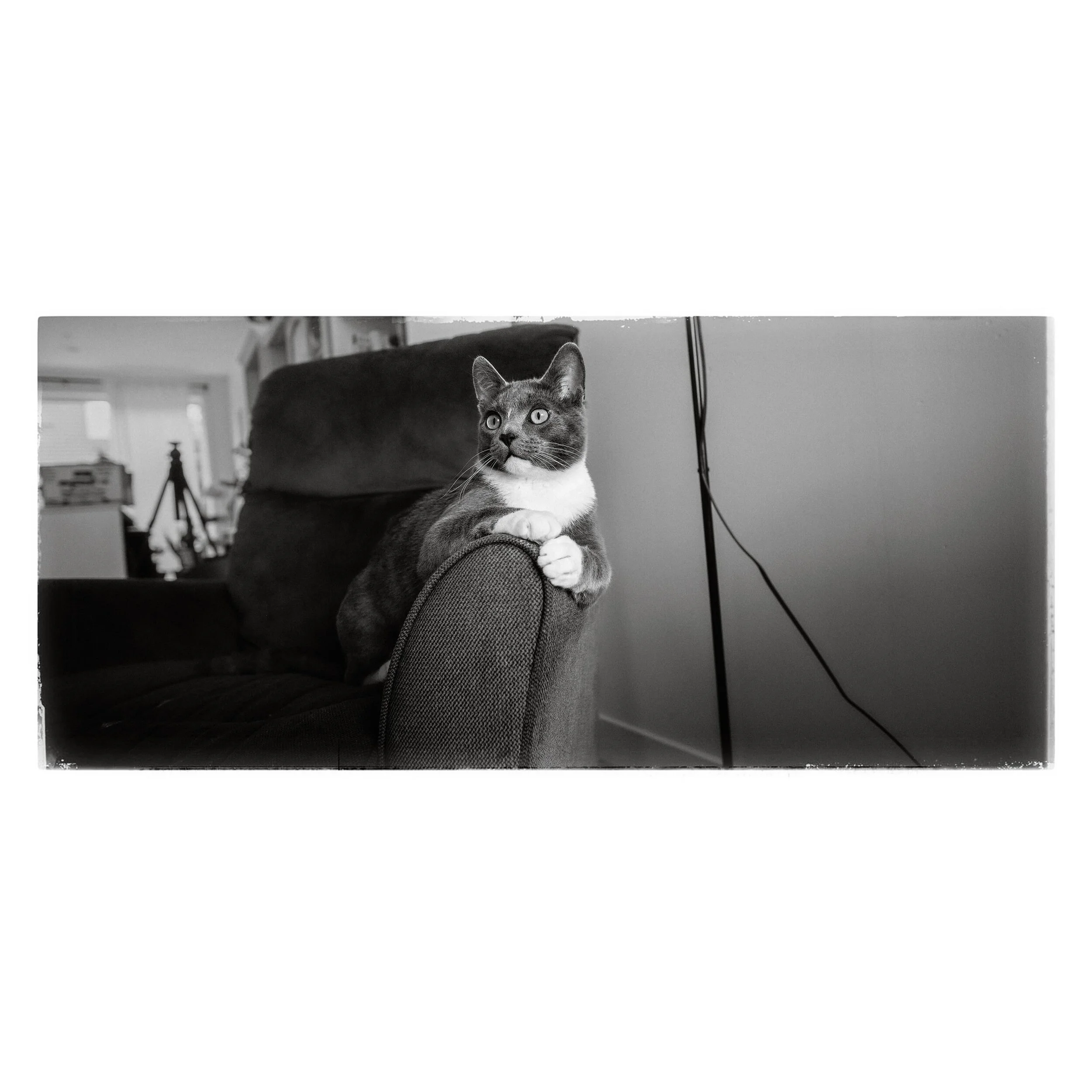 #petphotography #bnwphoto #blackandwhite