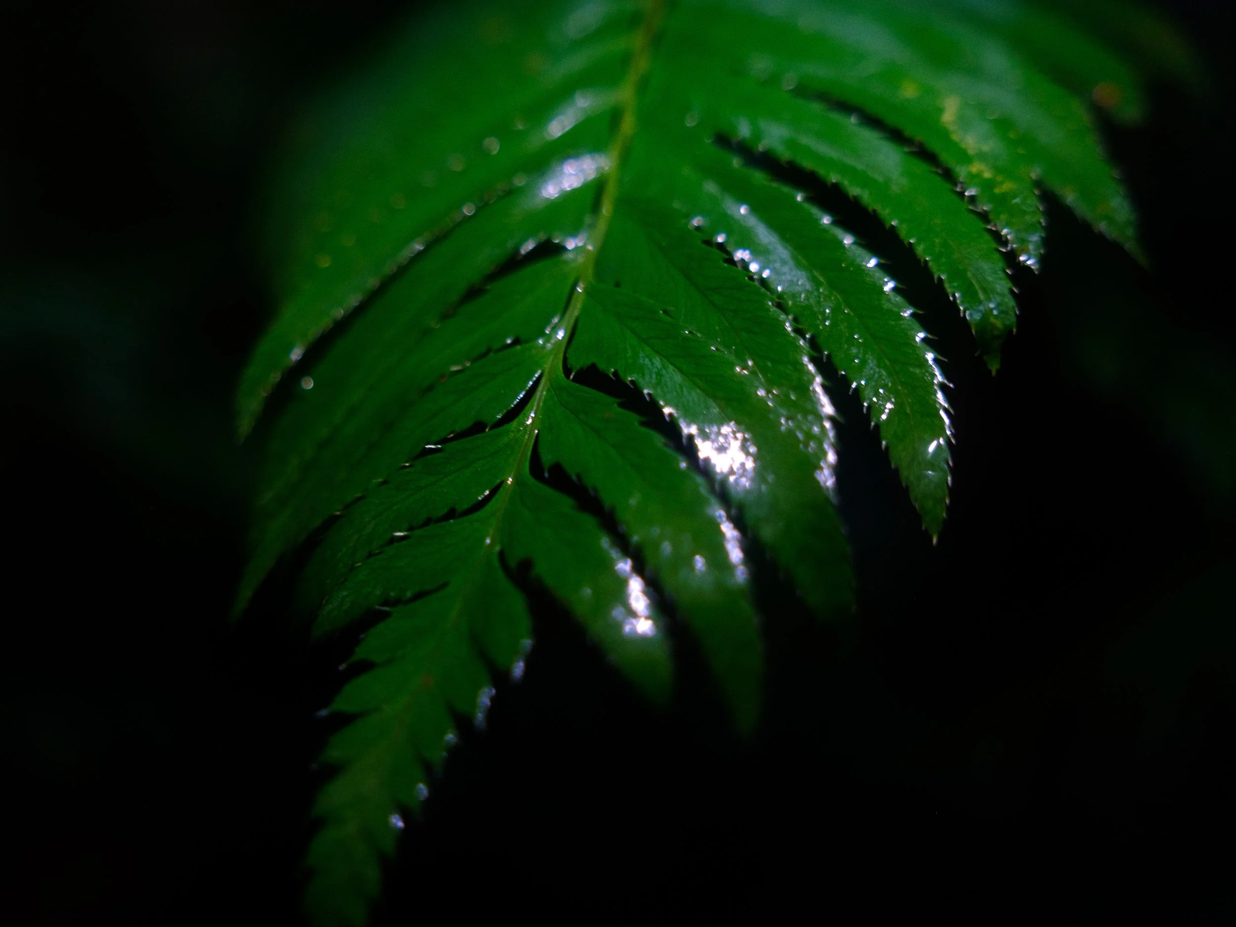 DSCF6615.jpg