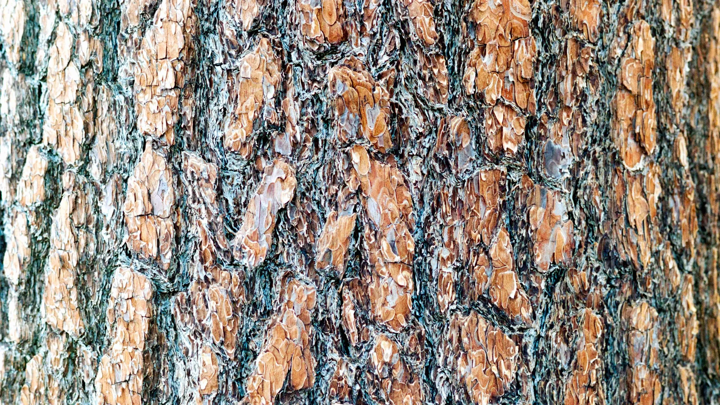 135 kodak portra 160