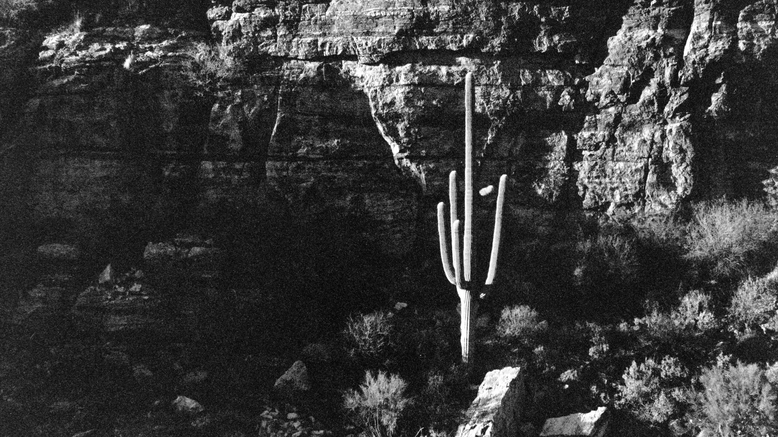 Tucson, AZ - Camp SmEllie