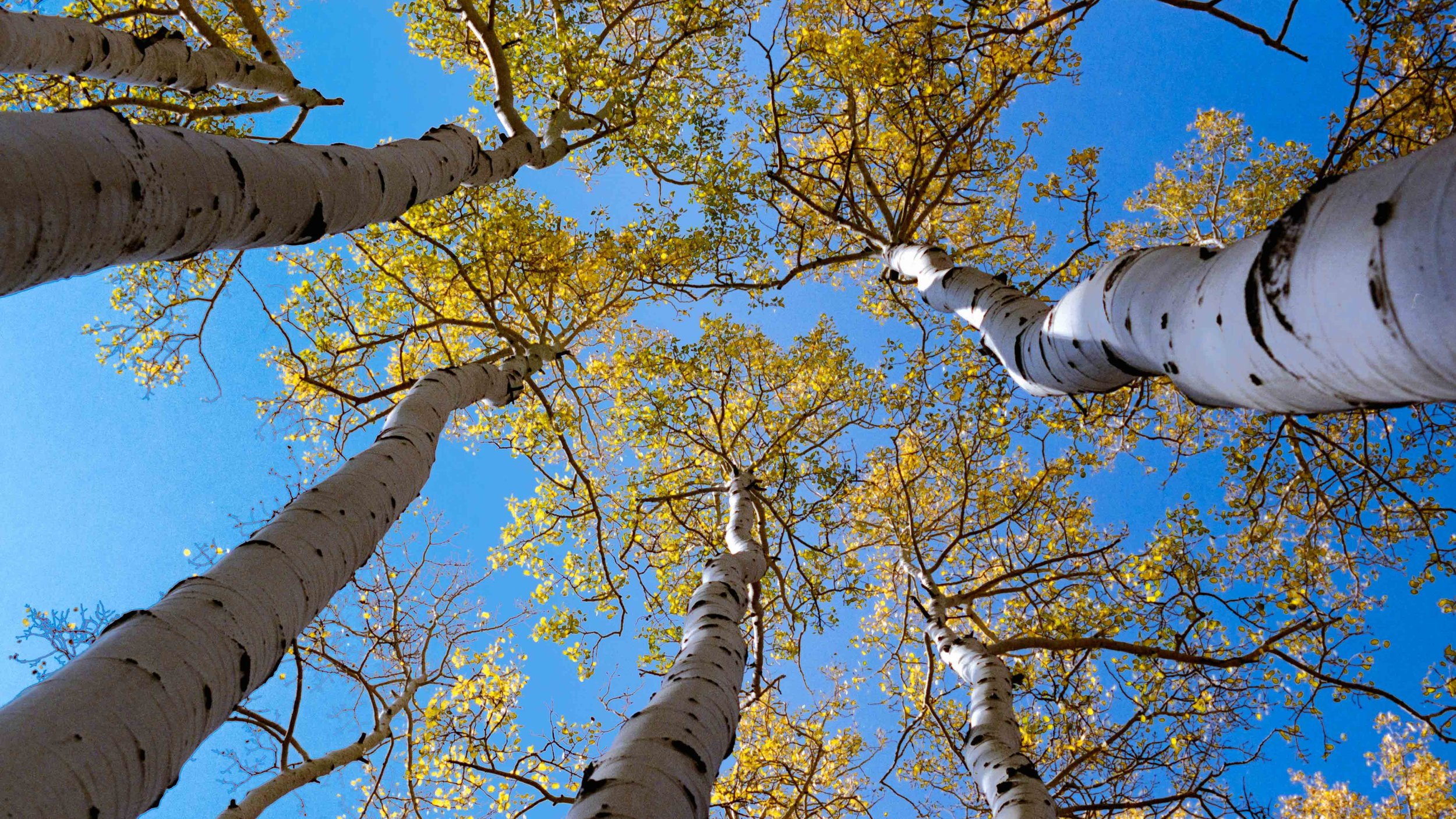 135 kodak portra 400