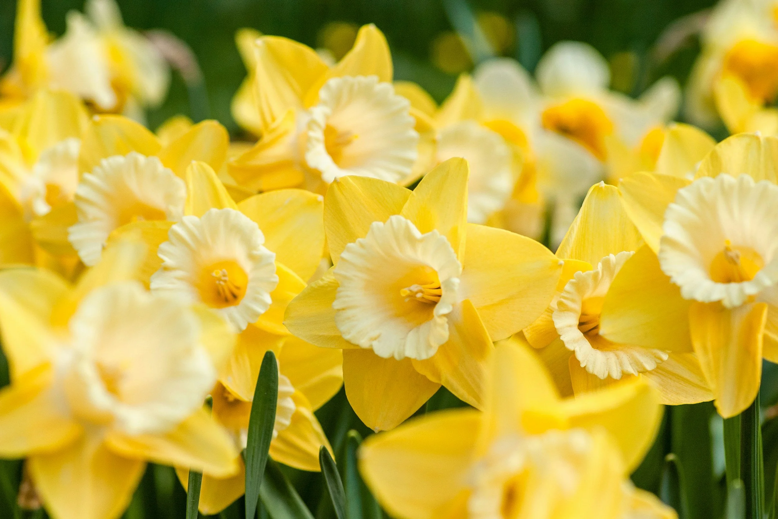 Spring starts with a seed