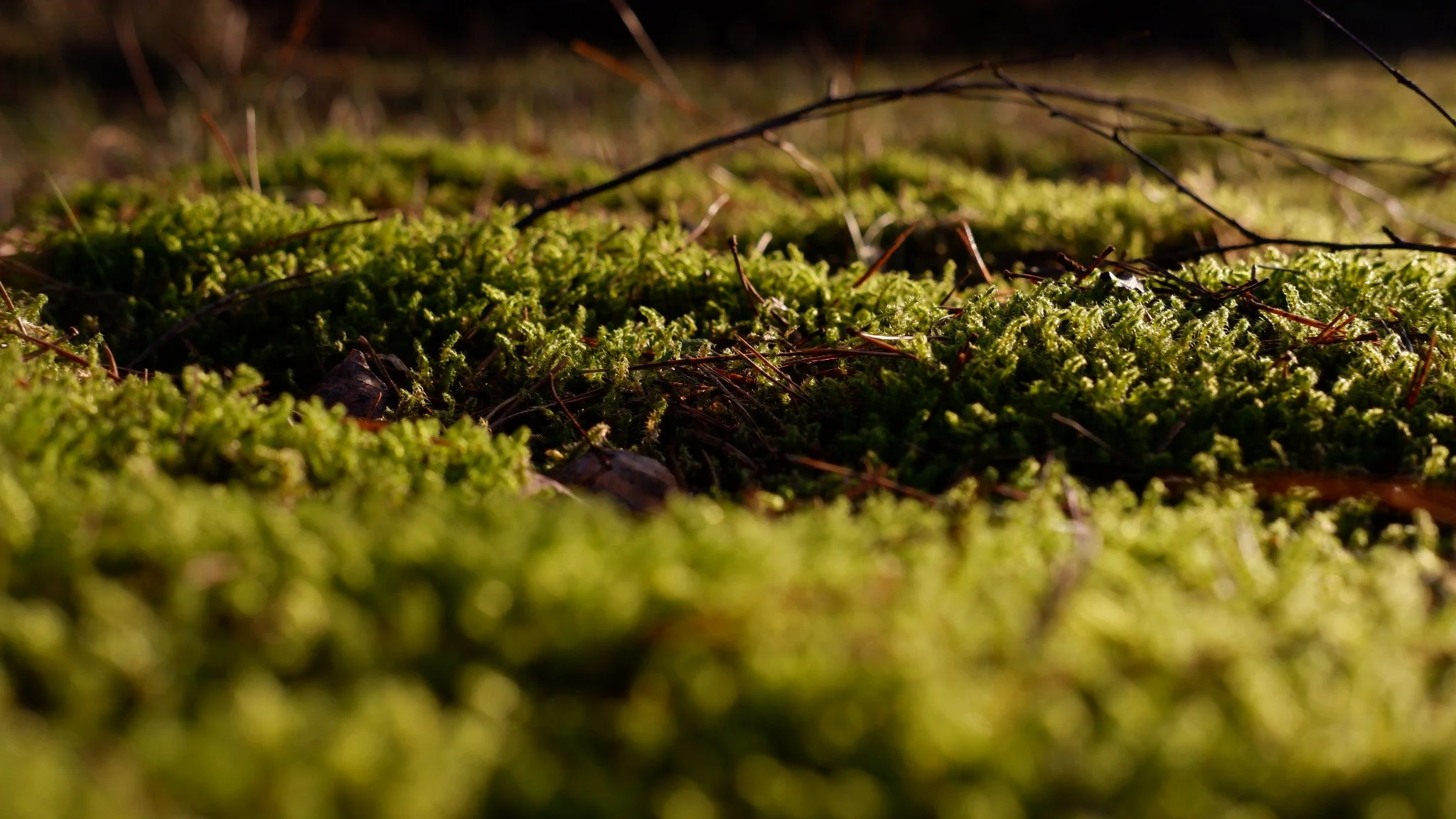 Nahaufnahme von grünem Moos auf dem Waldboden mit kleinen Zweigen und Blättern, Sonnenlicht fällt darauf