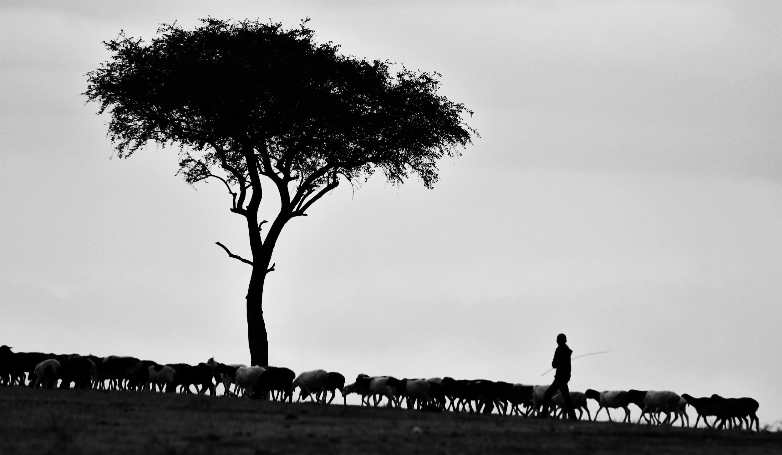 Good Shepherd