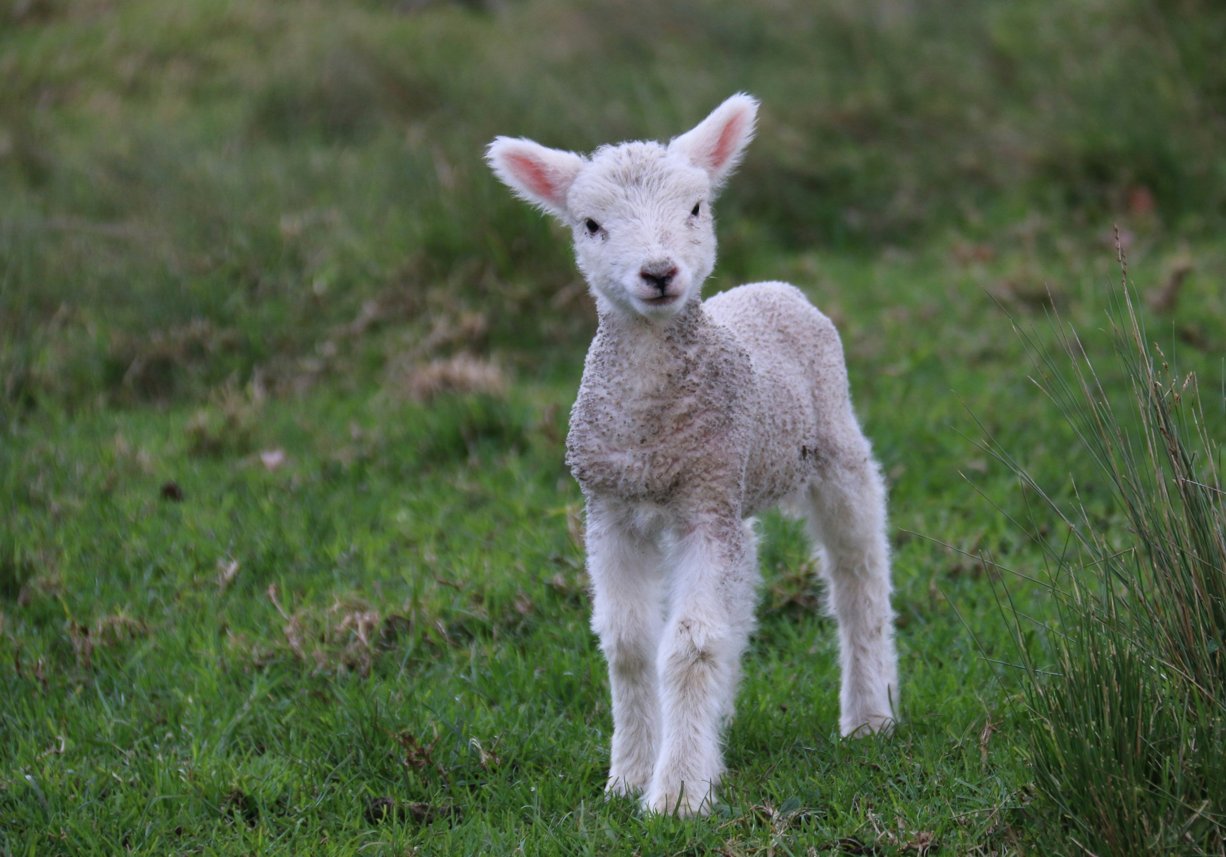 Weak Sheep