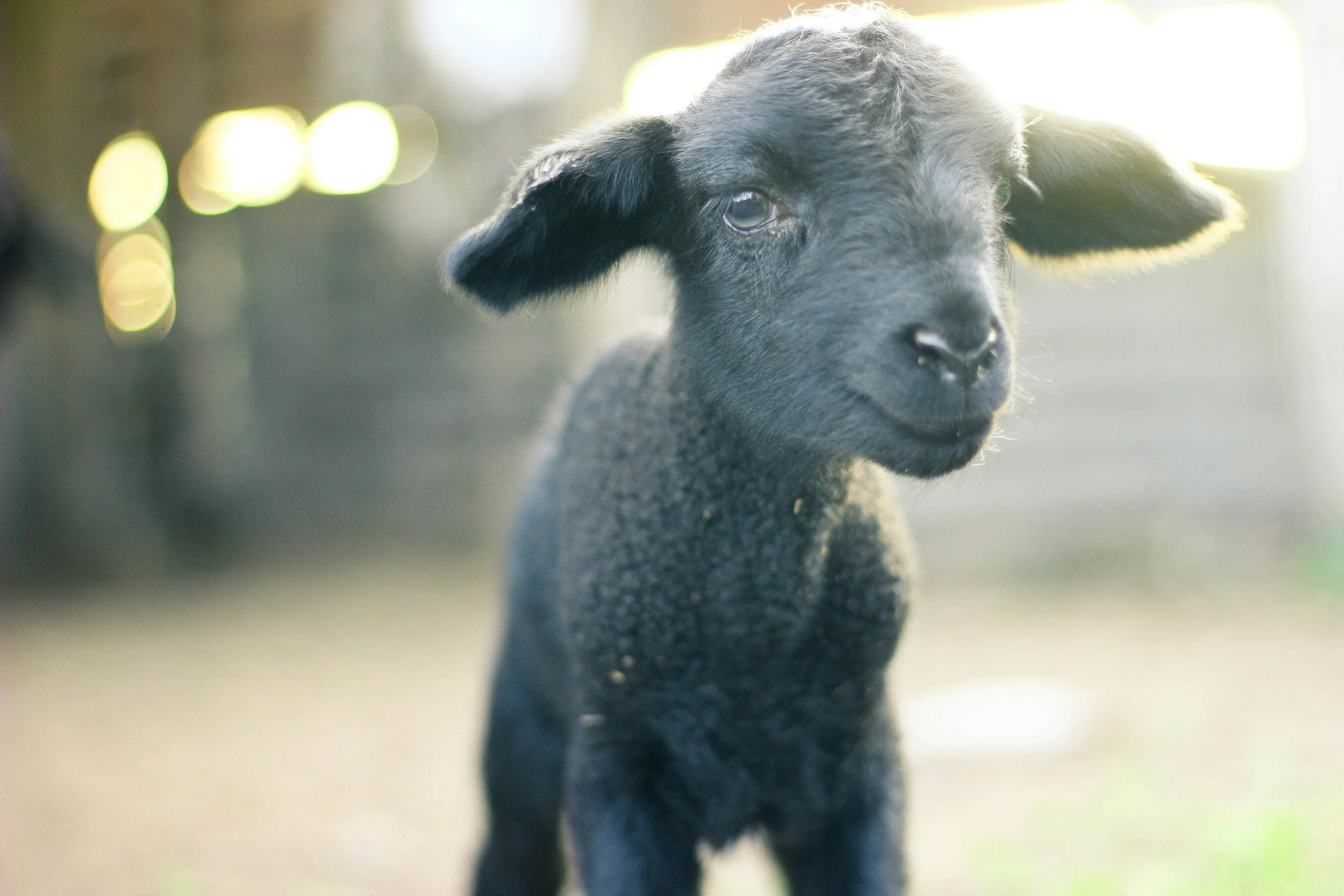 Lamb of God
