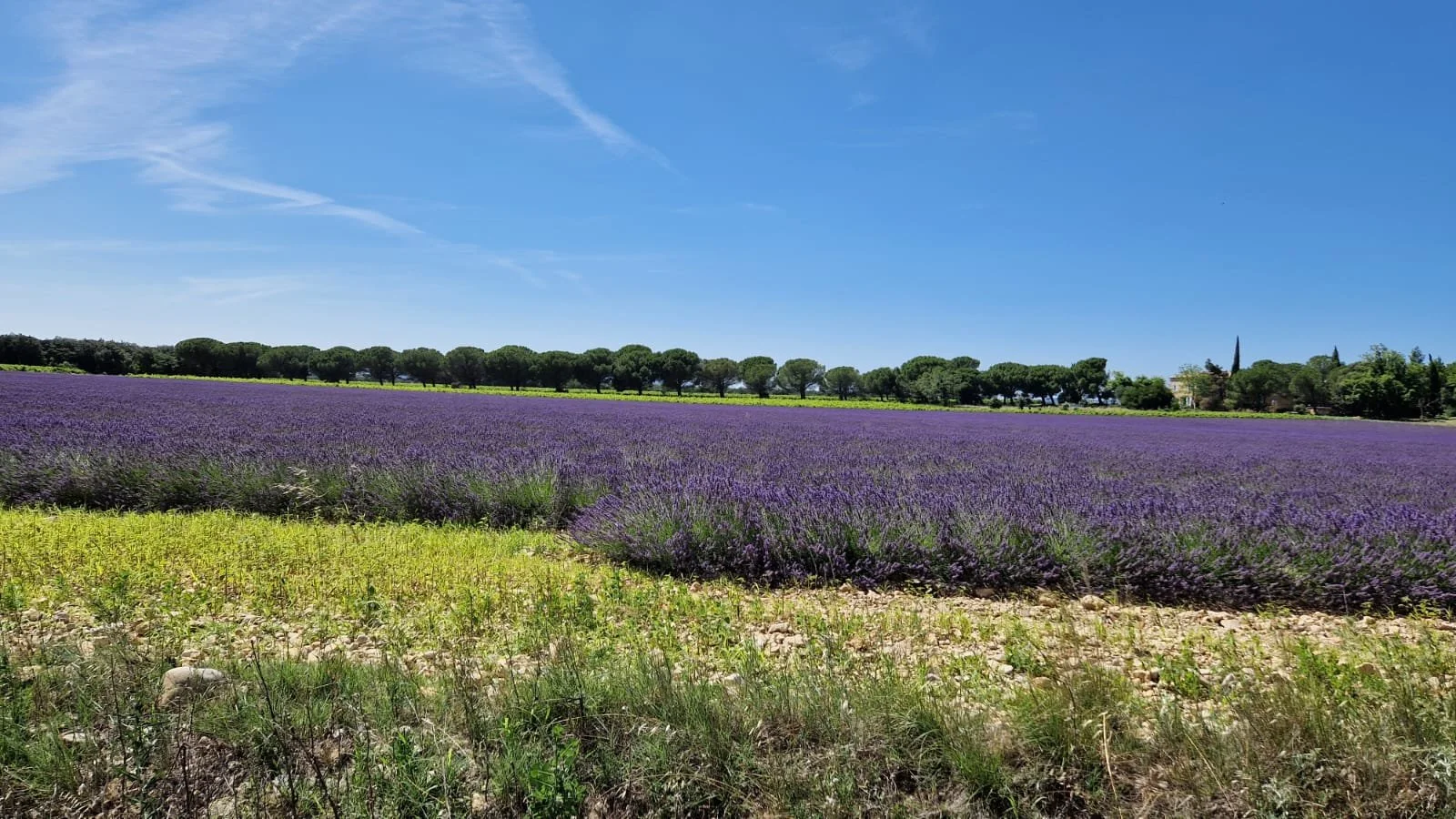 WhatsApp Image 2023-07-03 at 15.23.17.jpeg