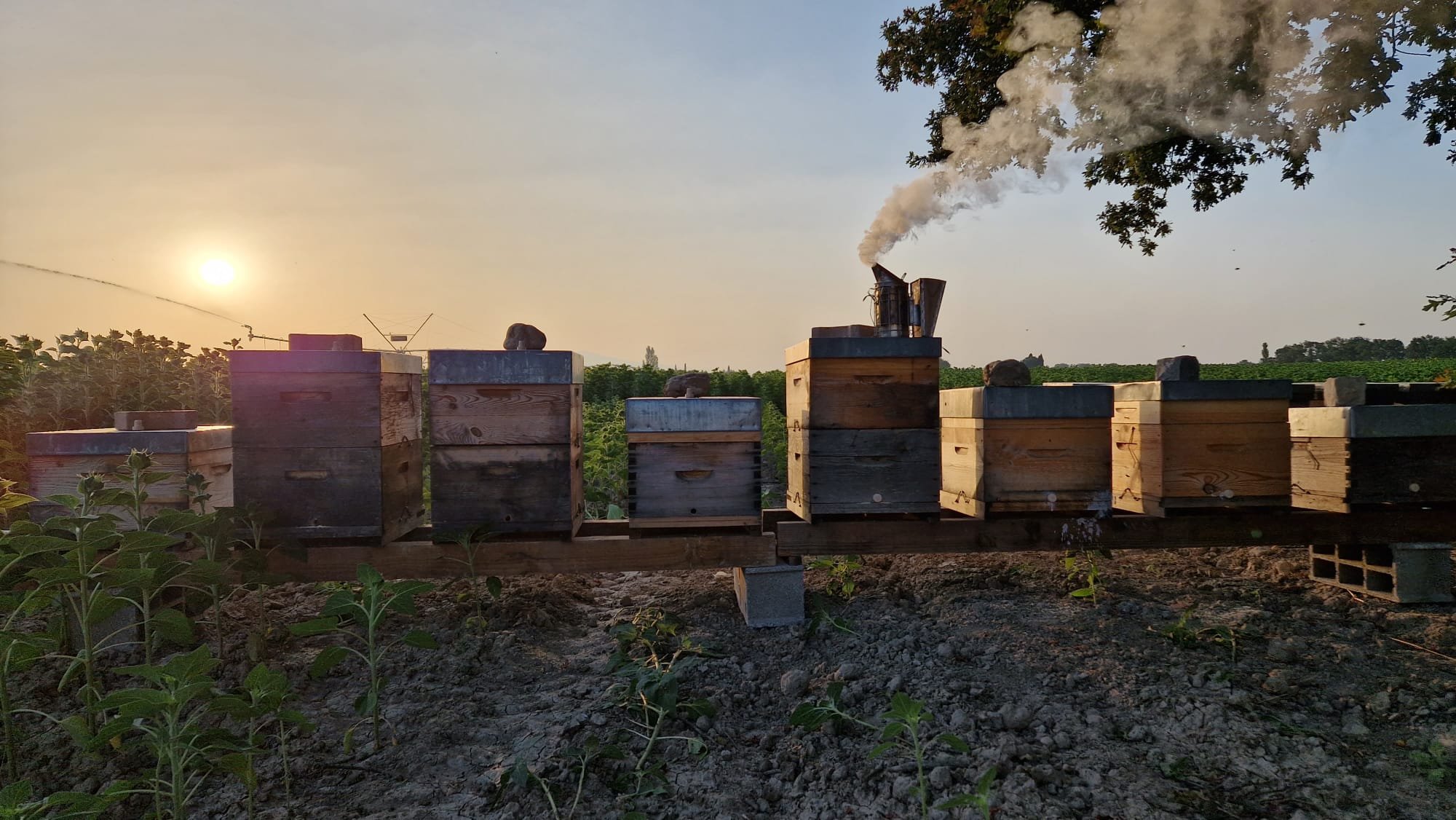 WhatsApp Image 2023-08-25 at 16.43.59 (3).jpeg