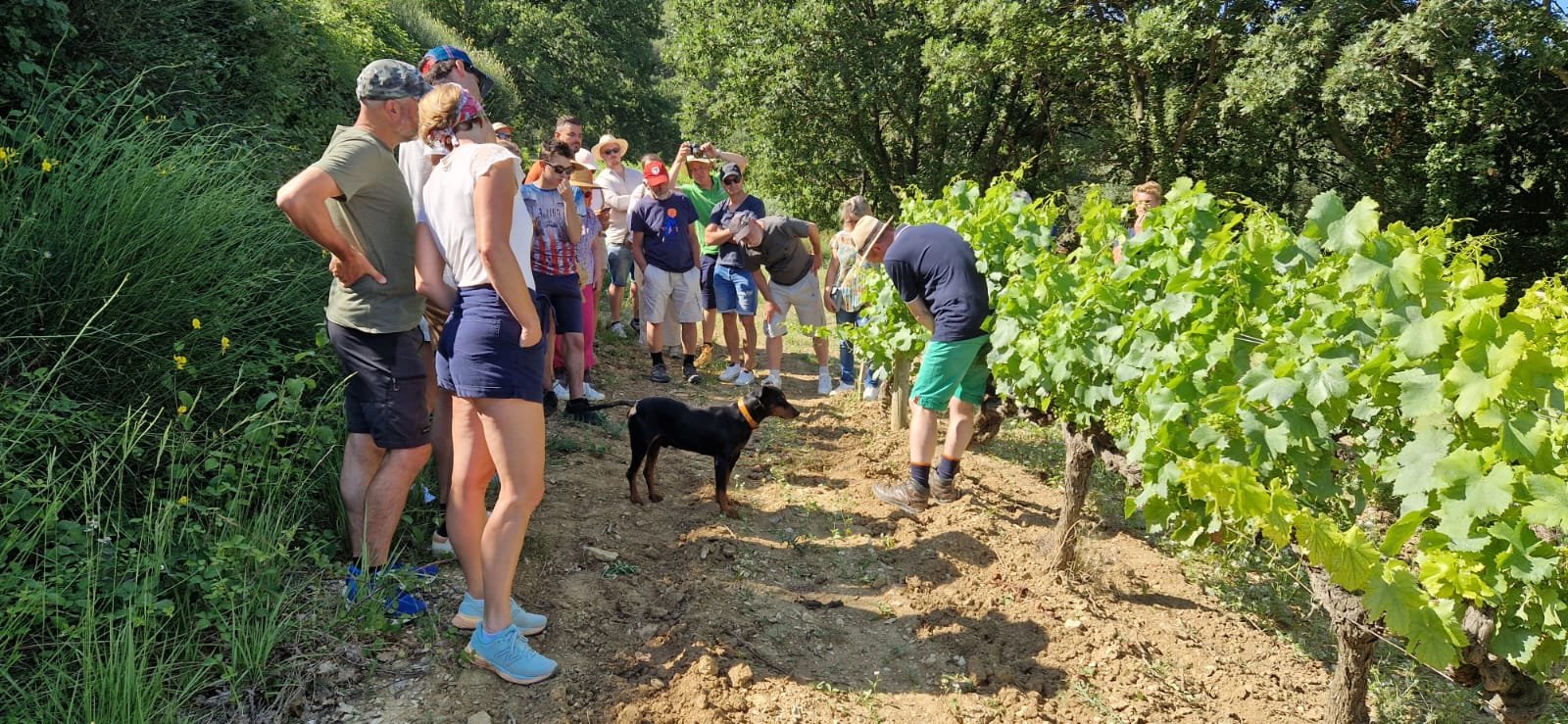 Photo d'un groupe en visite de nos vignes