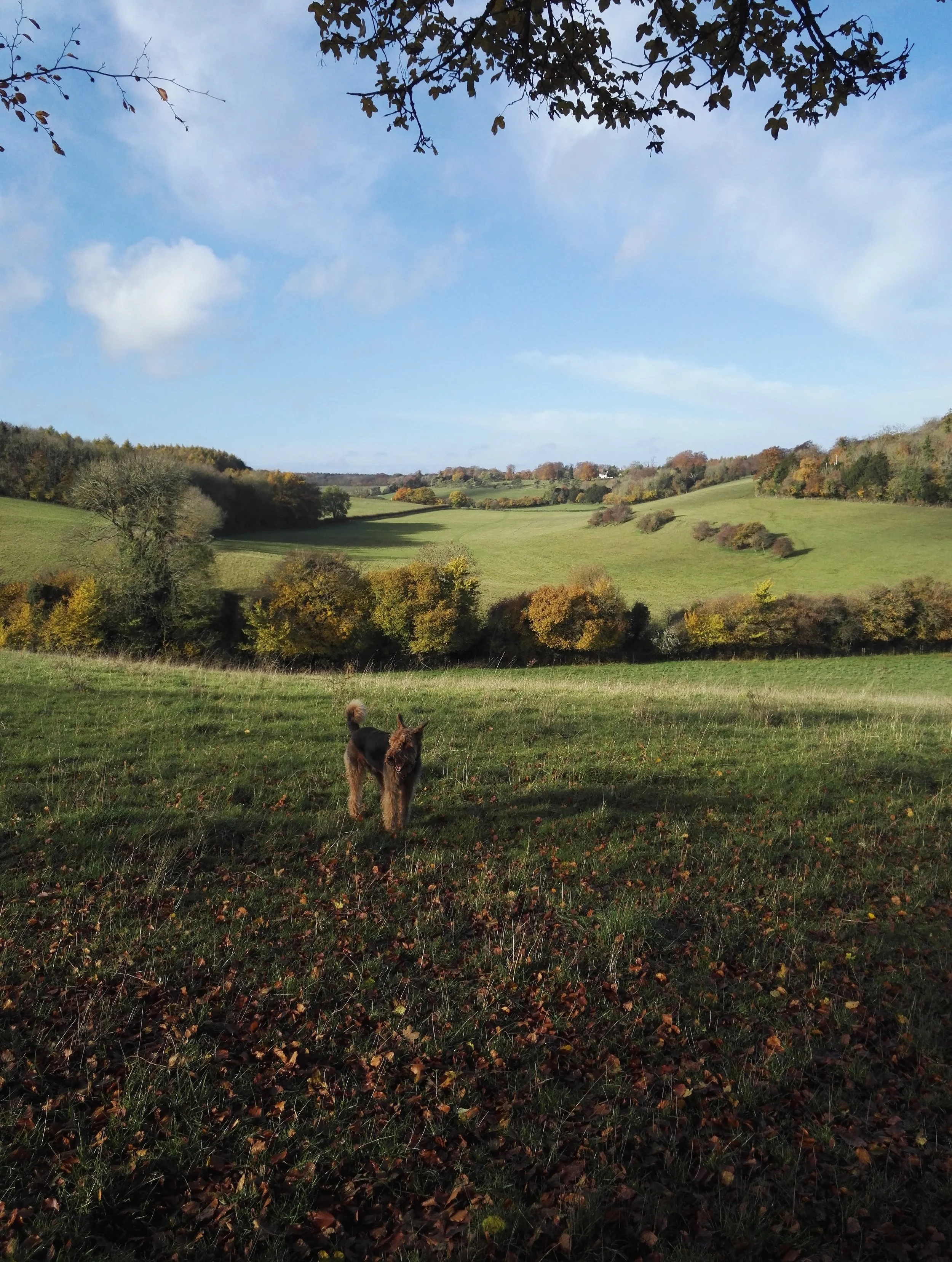Dog on grassy hillside with trees in autumn, bright blue sky with clouds.