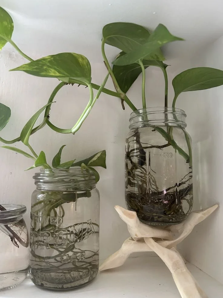 House Plant Cuttings