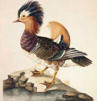 Podcast - Kate McGwire and Sarah Stone's Watercolour Birds