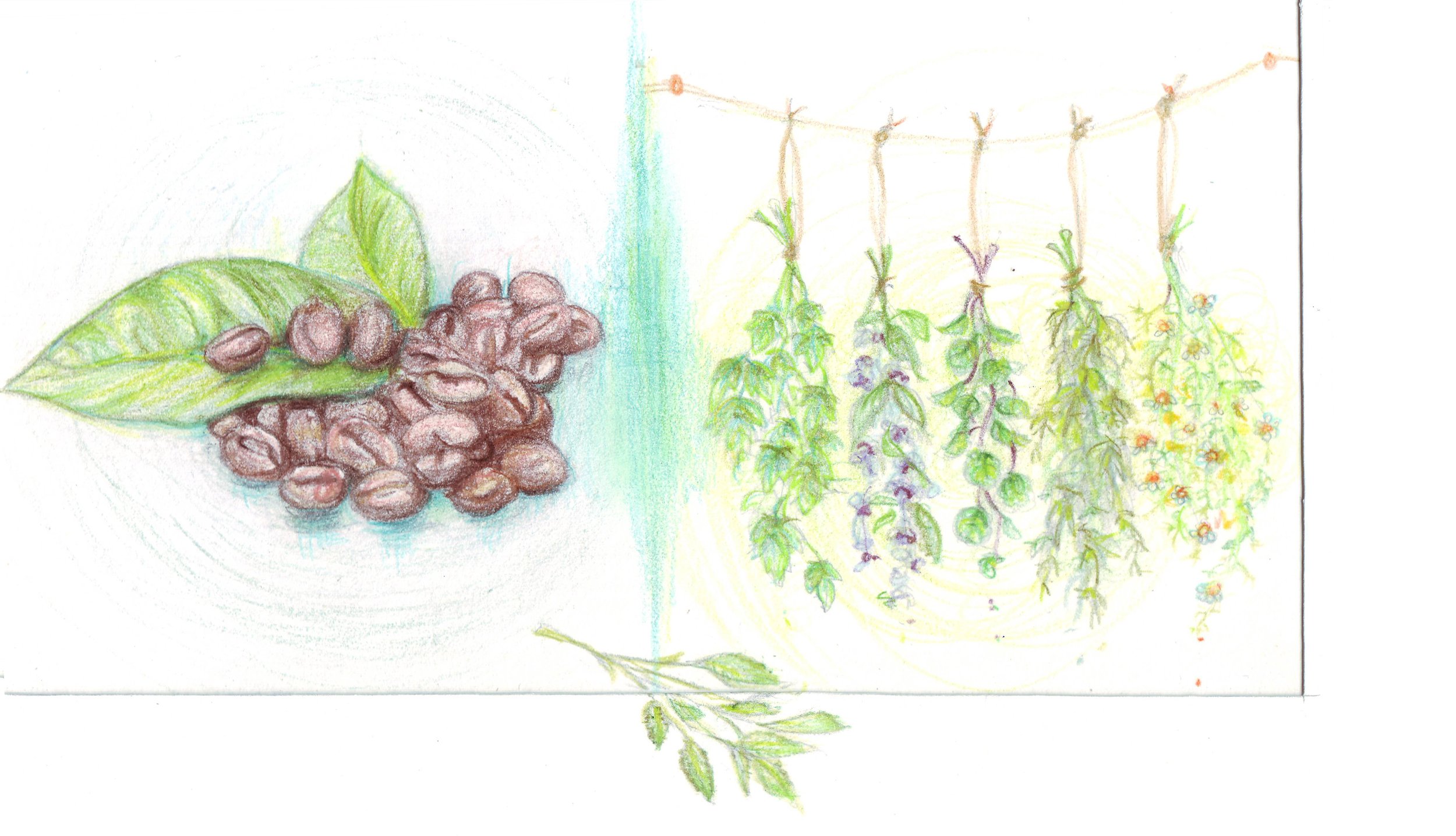 Coffee v Tea Drawing.jpeg