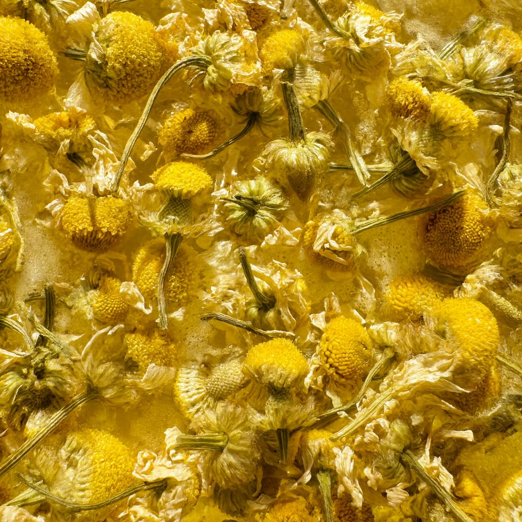 Chamomile Closeup.png