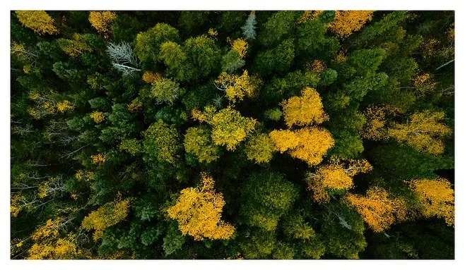 Some top down fall photos for your feed 
-
-
-
-
-
-
-
-
-
-
#minnesota #minnesotalife #minnesotaexposure #minnesota_captures #minnesotalife #fall #fallvibes #fallseason #fallphotography #travelphotos #travelphotography #falliscoming #photography #la