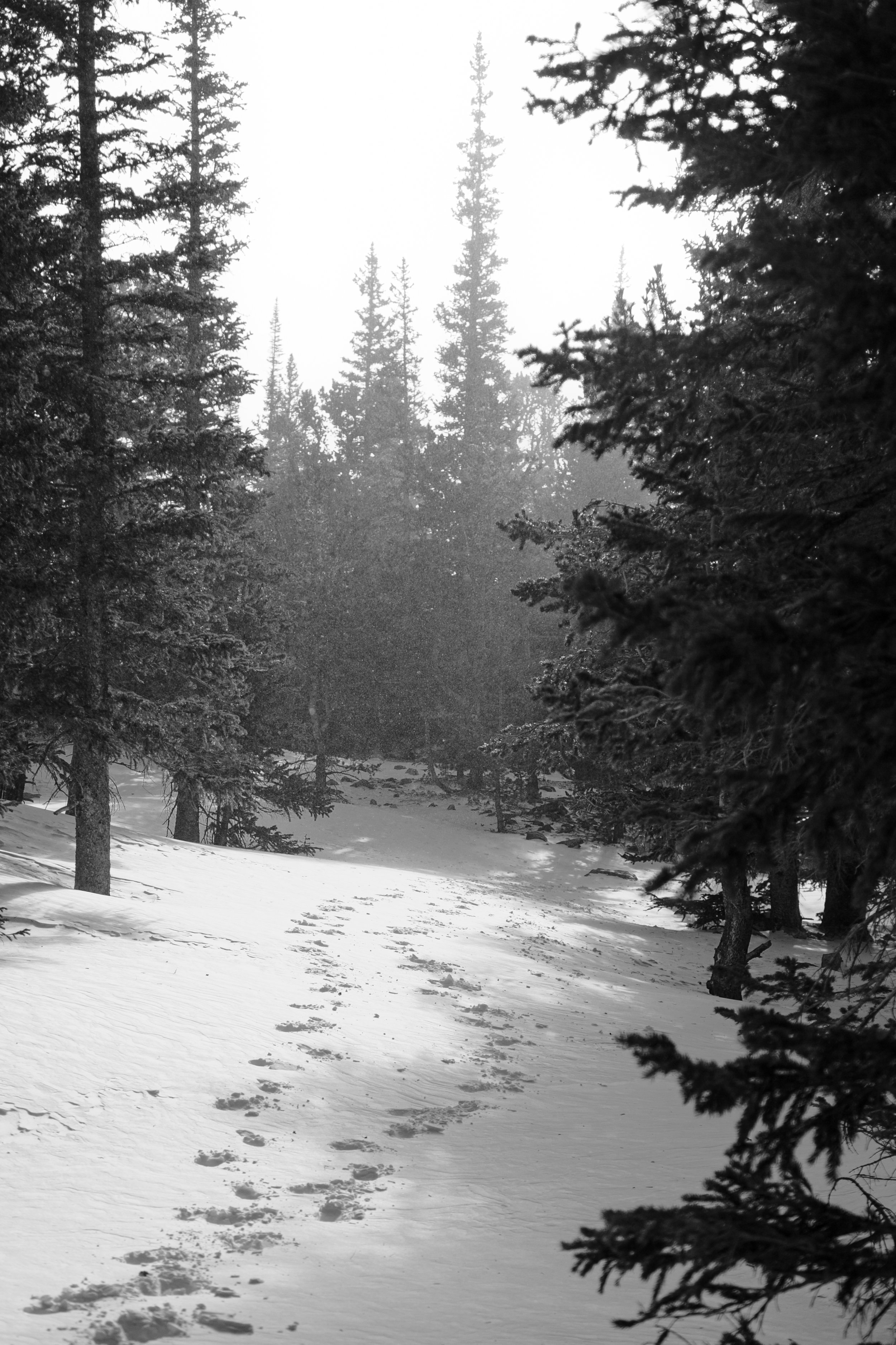 Snowy Path Unsigned.jpg