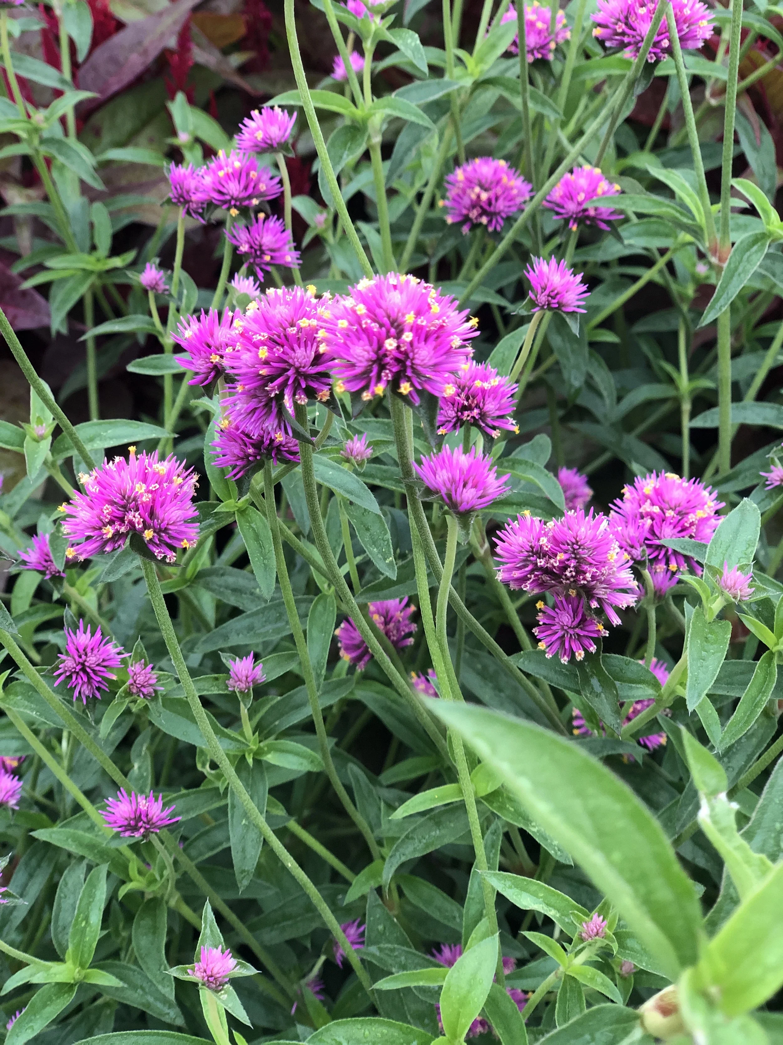 gomphrena fireworks.JPG