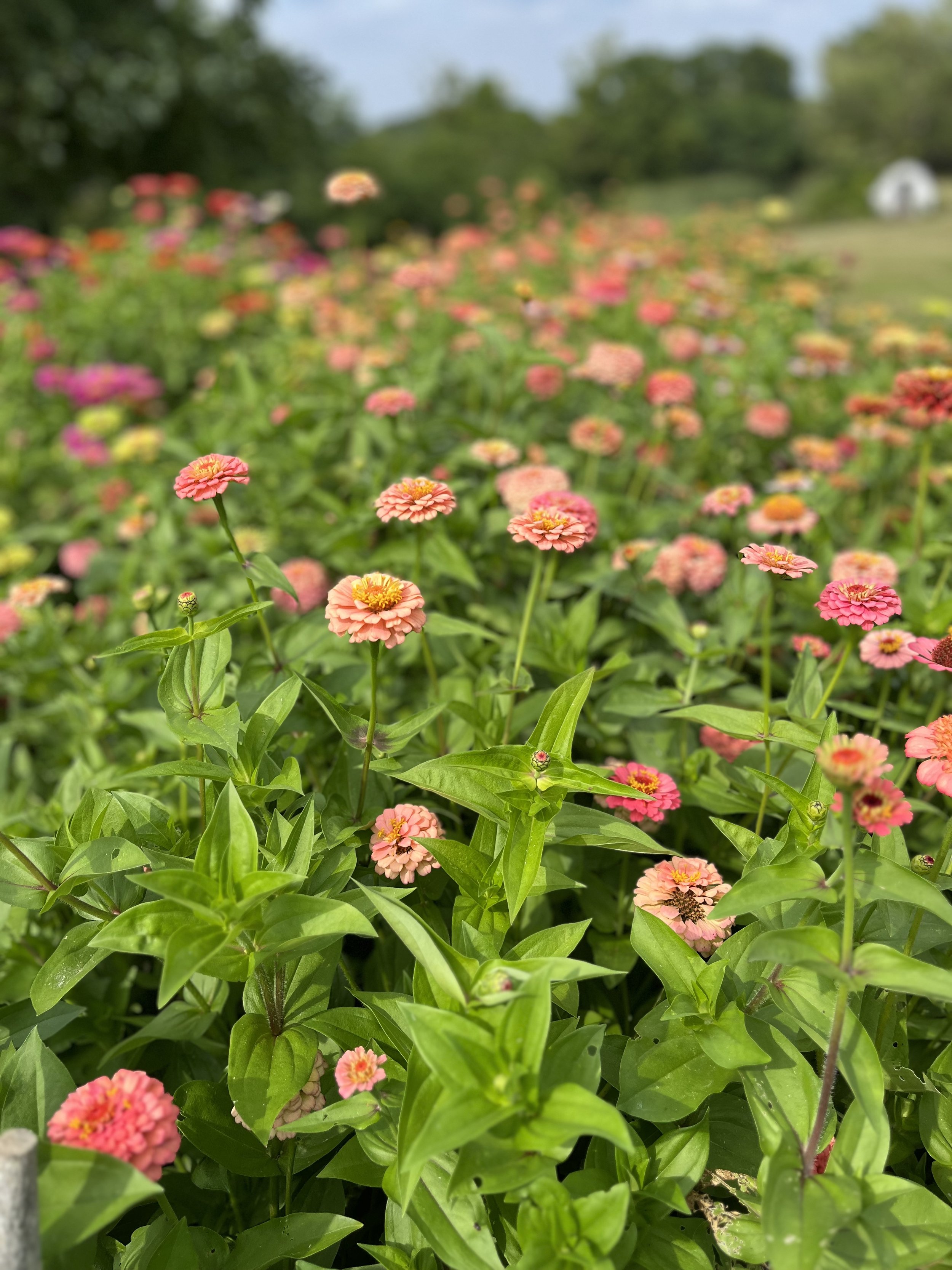 zinnia field.jpg