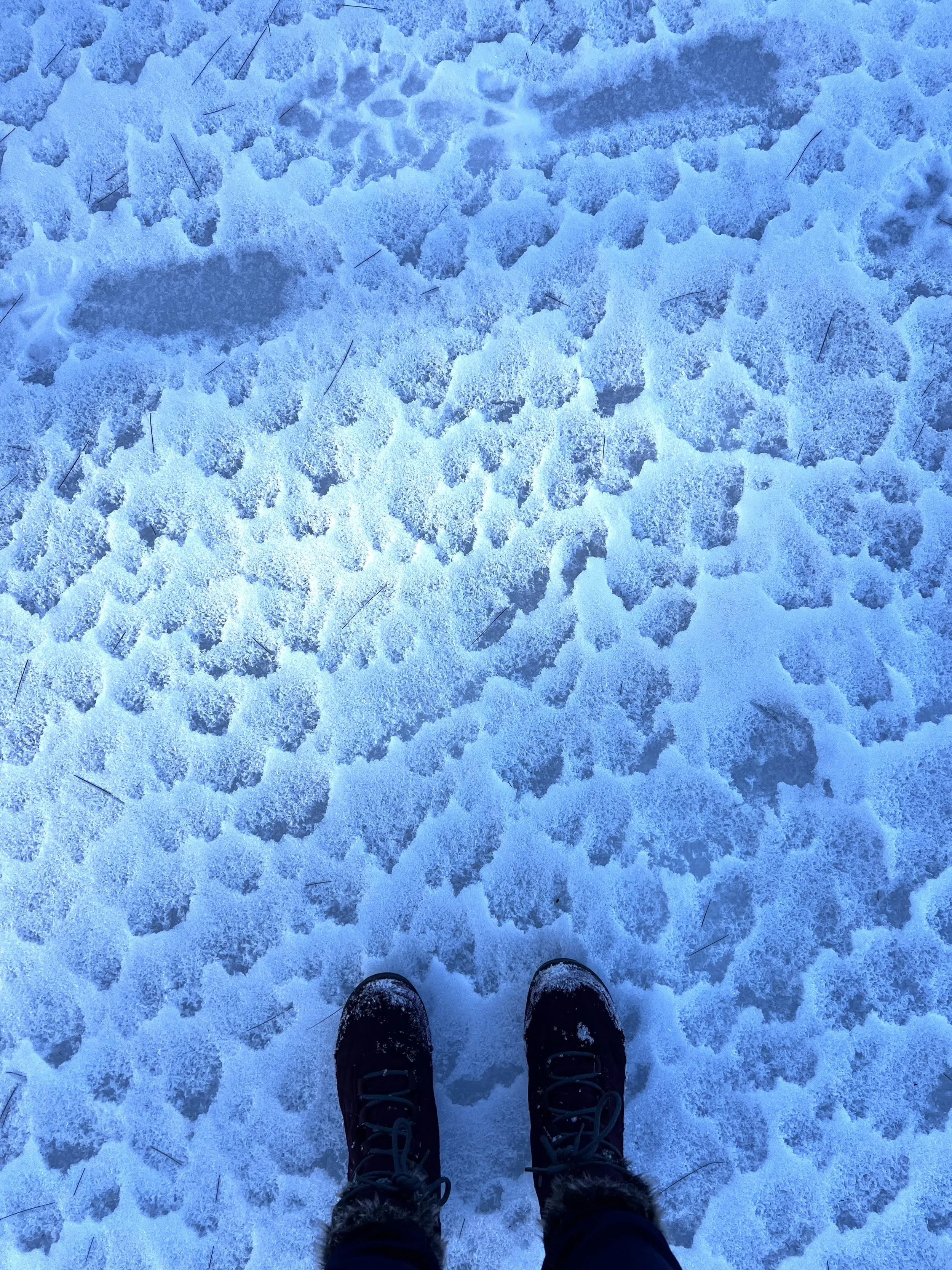 IMG_2976.jpeg