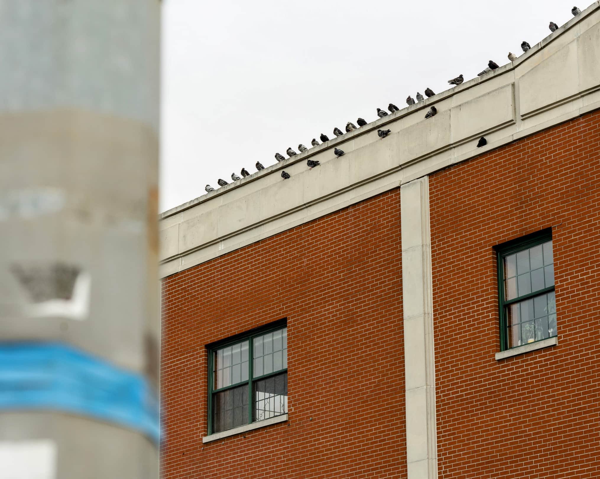 Brooklyn Building with pigeons