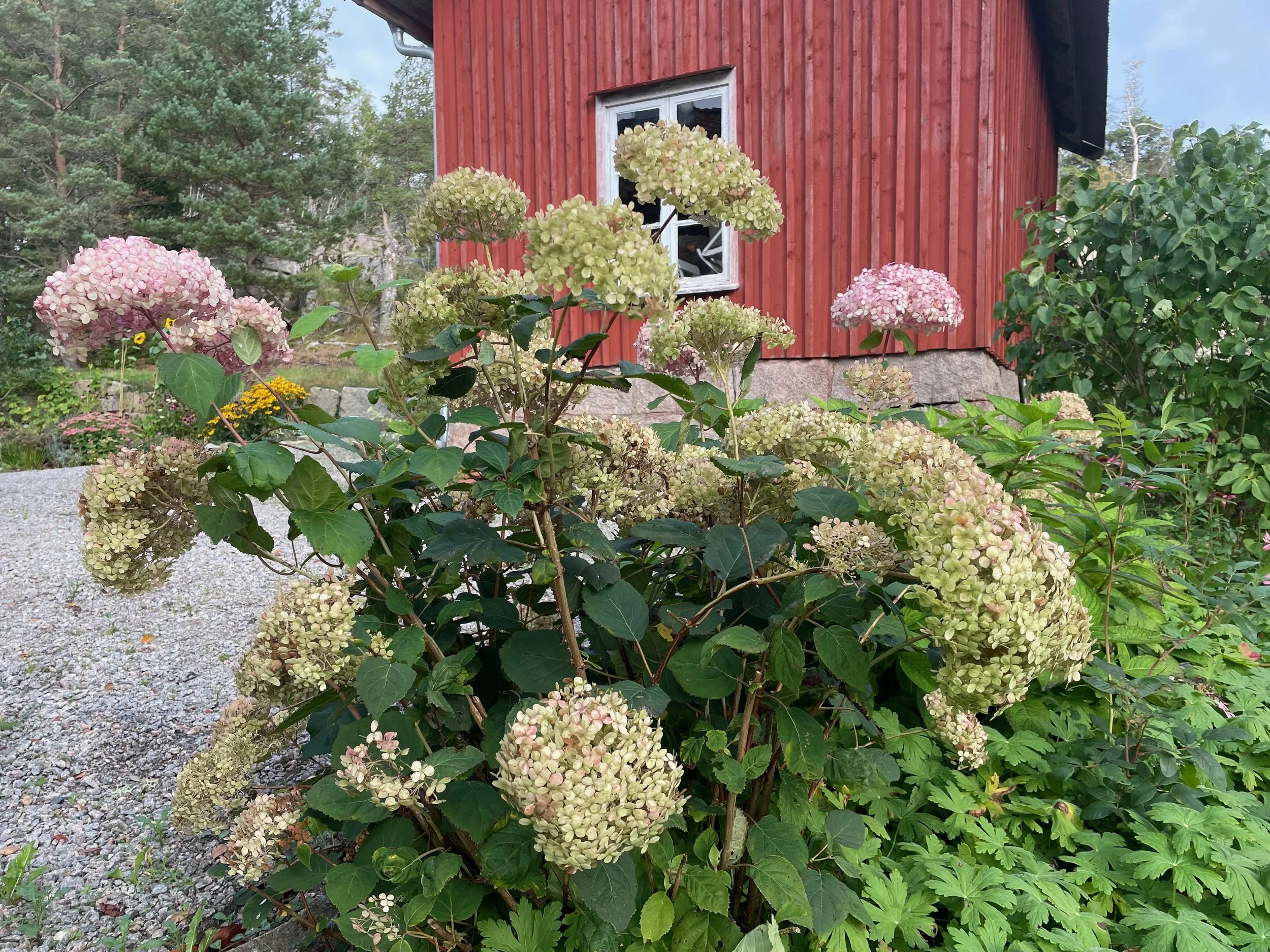 Hydrangea flowers in front of a red wooden house with broken window, surrounded by trees and green foliage.