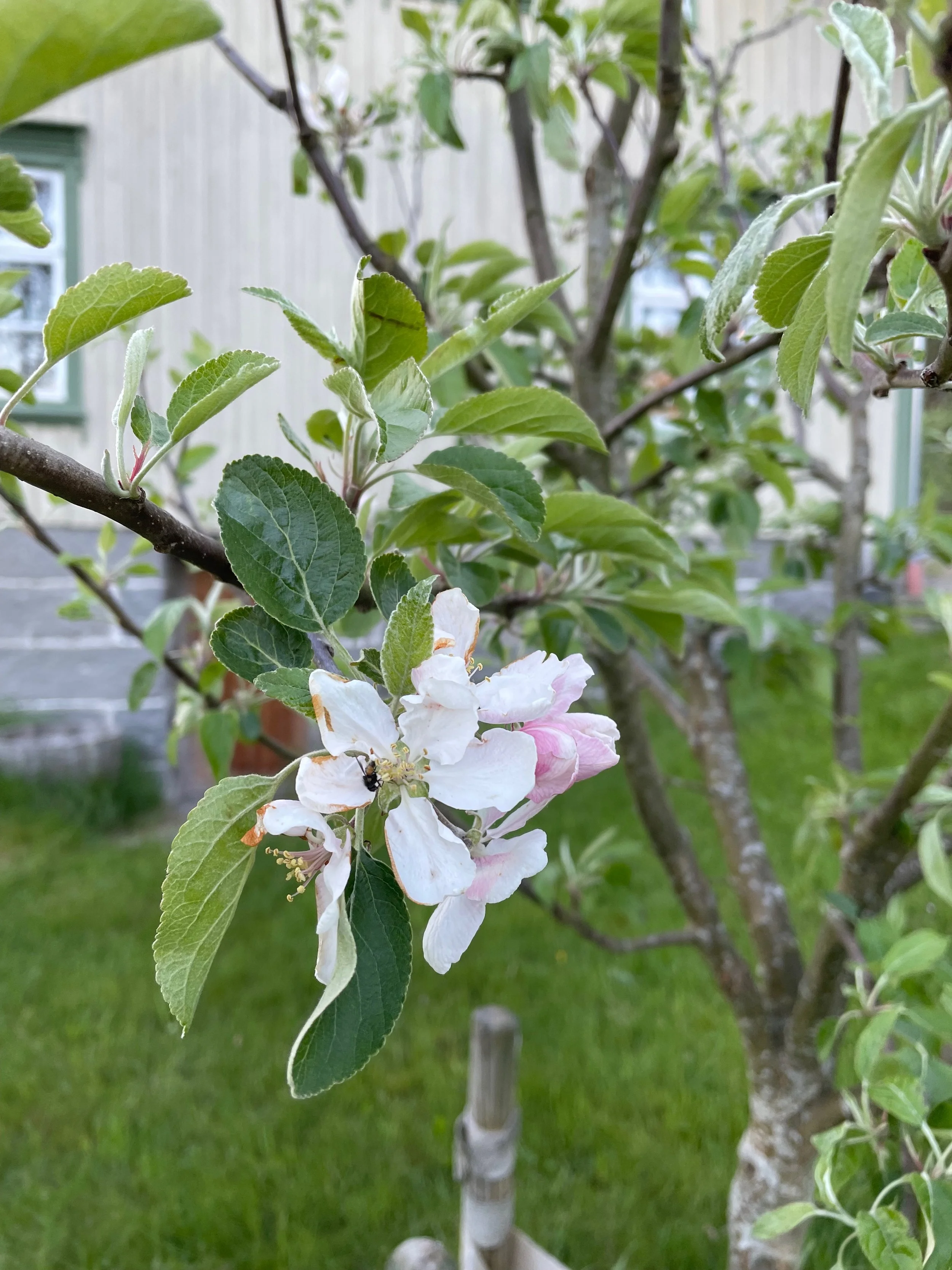 A close-up of a tree branch with green leaves and white flowers, in a garden with a green lawn and a house in the background.