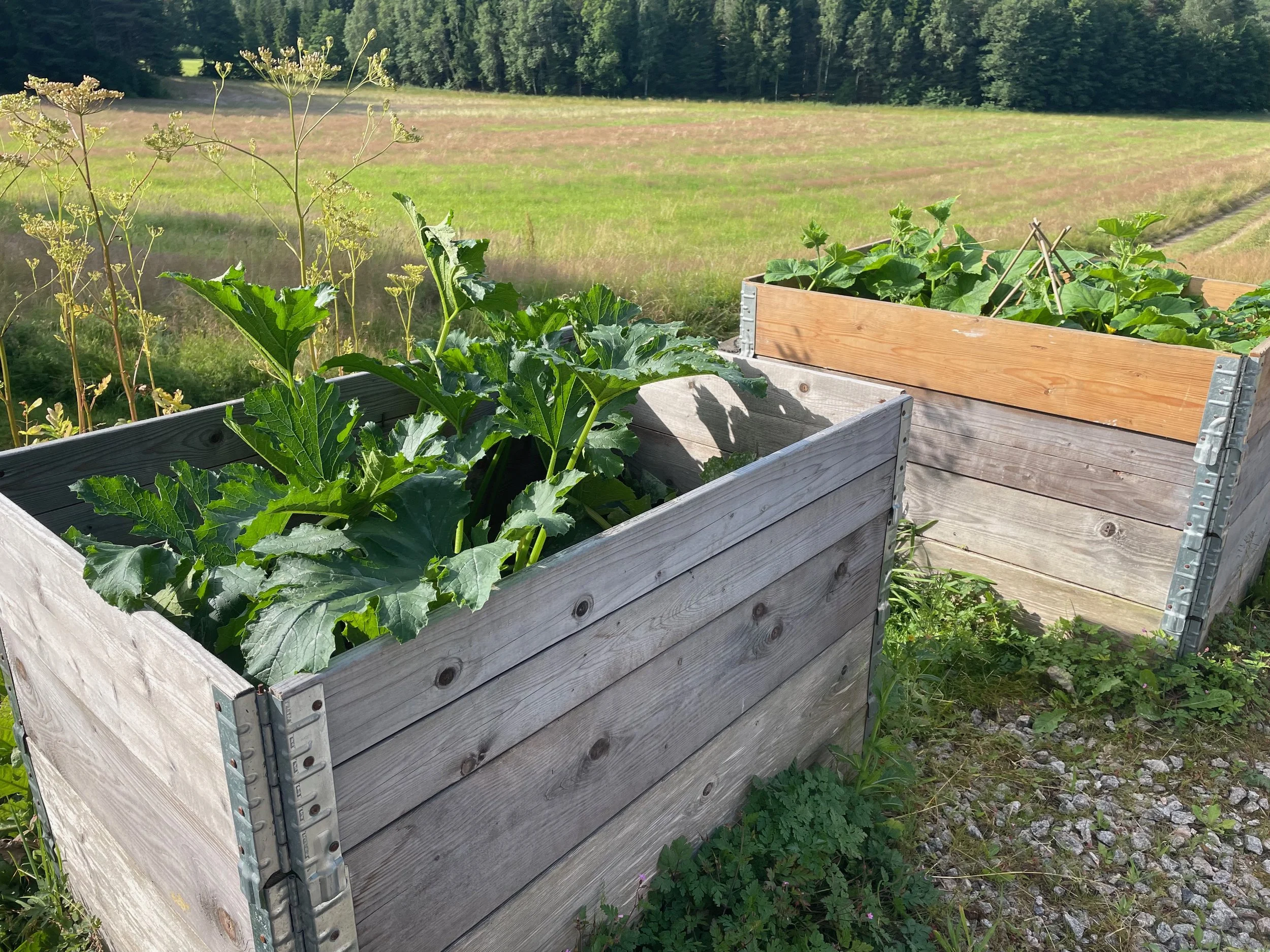 Two raised bed one with squach plants, the other cucumber.jpeg