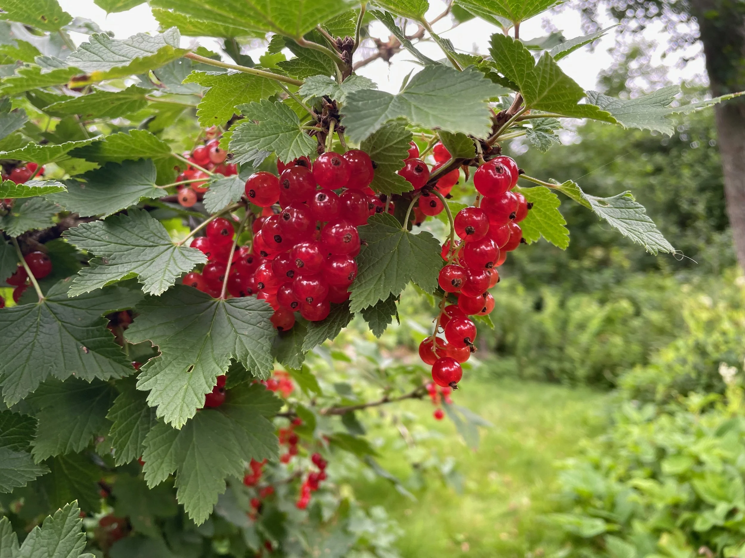 Redcurrant berries hanging from a branch with green leaves.