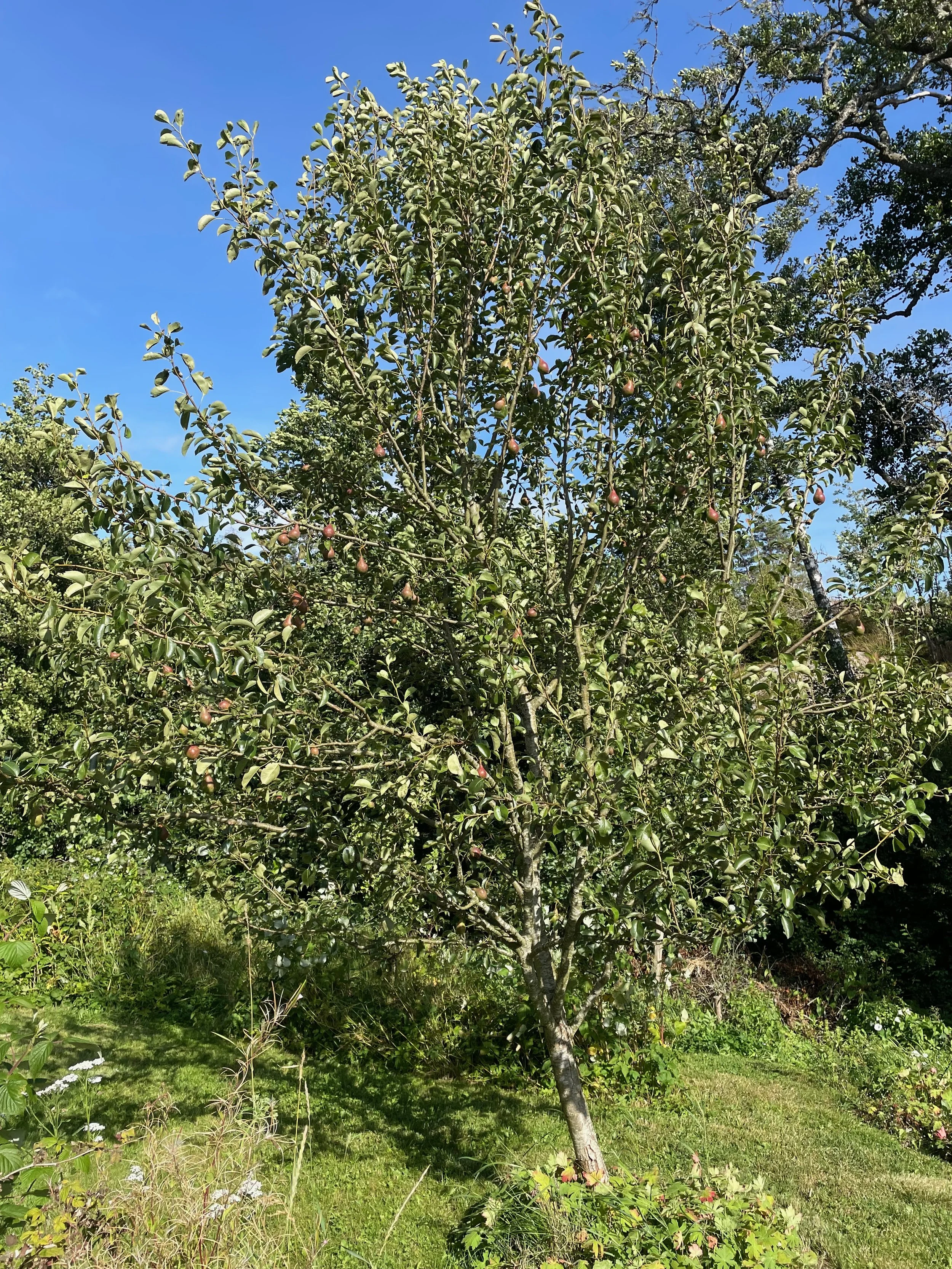 A fruit tree with green leaves and small, ripening pears in a garden on a sunny day with a blue sky.